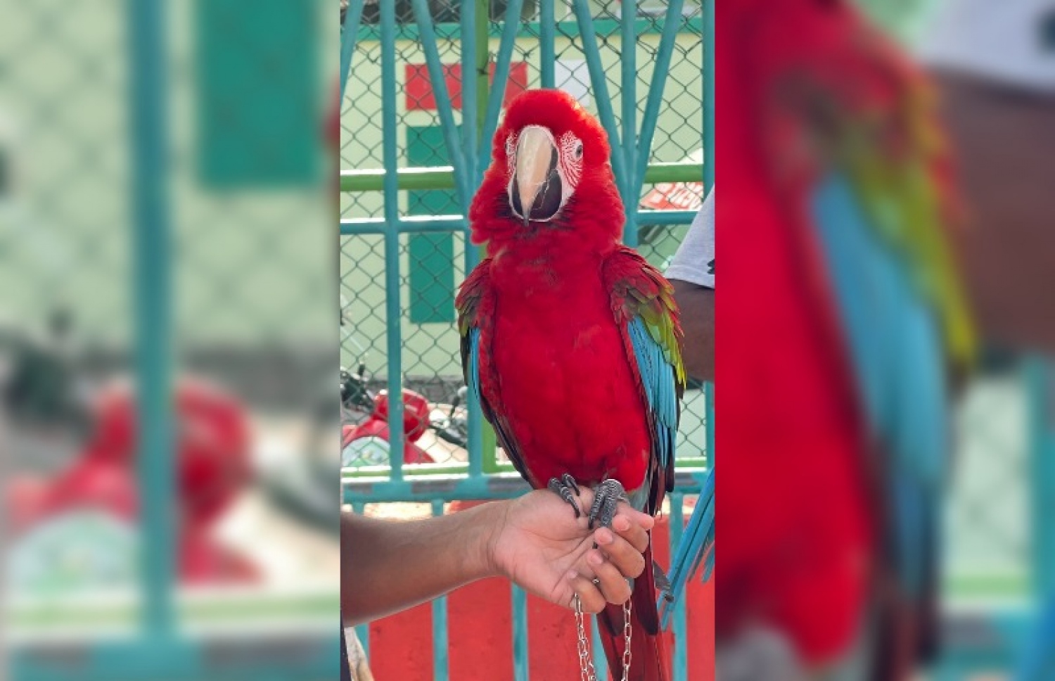 ގެއްލިގެން ހޯދަމުން އަންނަ މަކާއޯ: މި ދޫންޏަށް ކިޔާ އުޅެނީ "ރިކޯ".