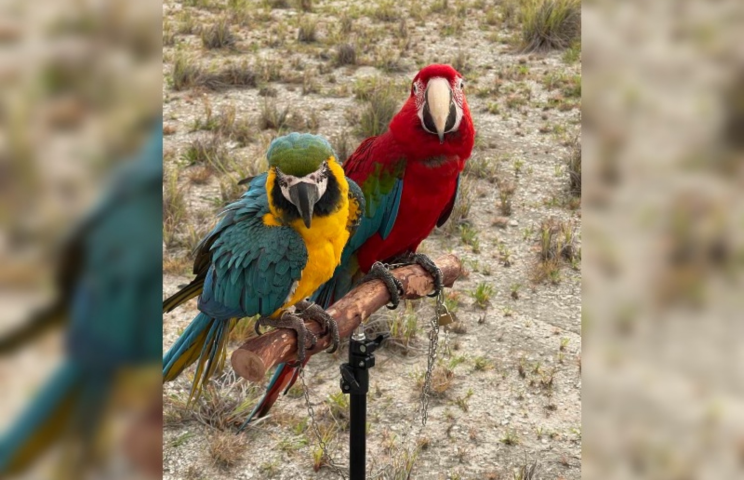 ގެއްލިގެން ހޯދަމުން އަންނަ މަކާއޯ (ރަތް ކުލައިގައި) އާއި މީގެ ވެރި މީހާ ގެންގުޅޭ ދެވަނަ މަކާއޯ.