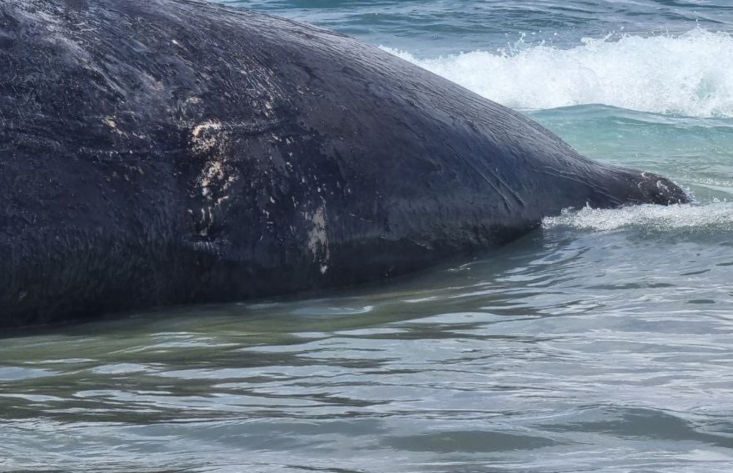 ހިތަދުއަށް ލެއްގި ބޮޑު މަސް.-- ފޮޓޯ: ސޯޝަލް މީޑިއާ