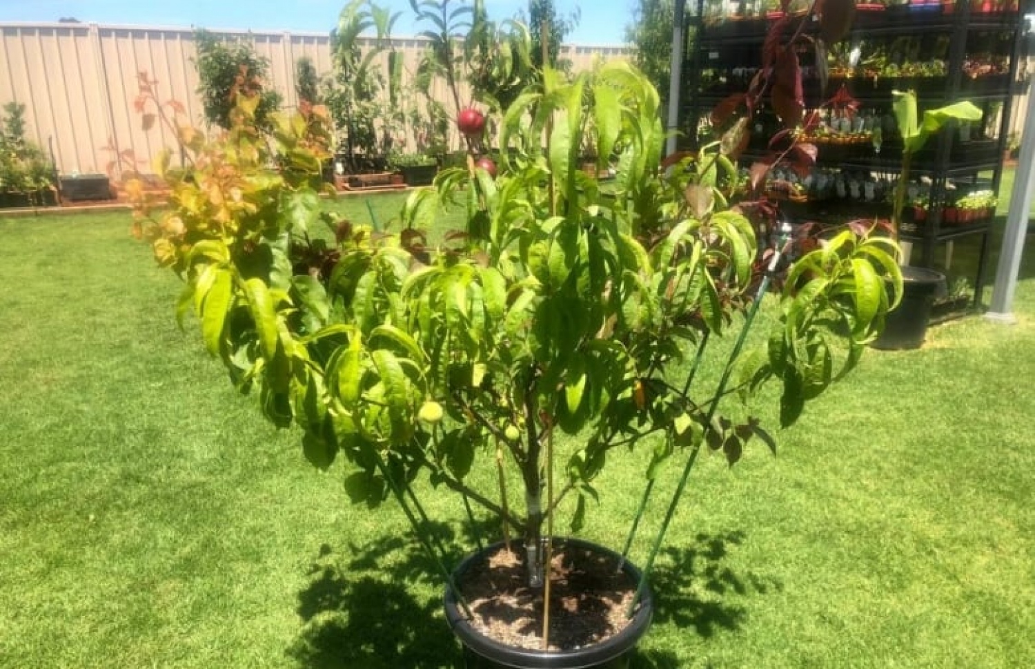 ސަރަފްގެ ގަސް.