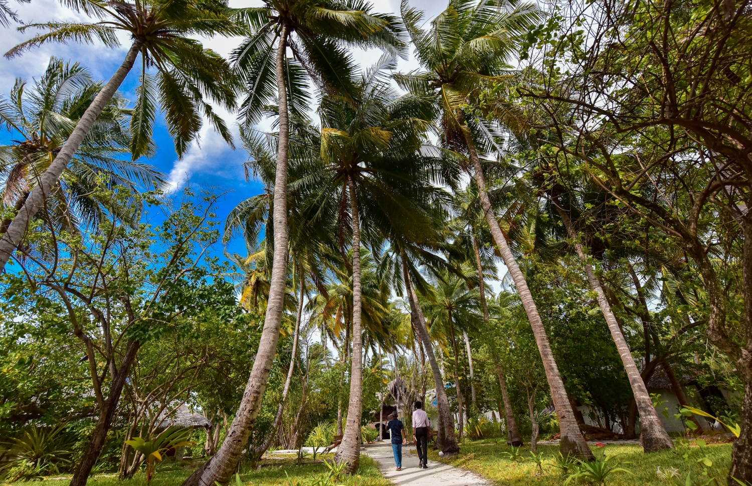 ނޮވެމްބަރު 22، 2021: ވިރާނާވެ ހަލާކުވަމުންދިޔަ ރިހިވެލި ރިސޯޓު، ބޮޑެތި މަރާމާތުތަކަކަށްފަހު ކުރިއަށްއޮތް ޕީކް ސީޒަނުގައި ރިސޯޓު ހުޅުވަން ތައްޔާރުވެފައި-- ފޮޓޯ: ފަޔާޒު މޫސާ / މިހާރު