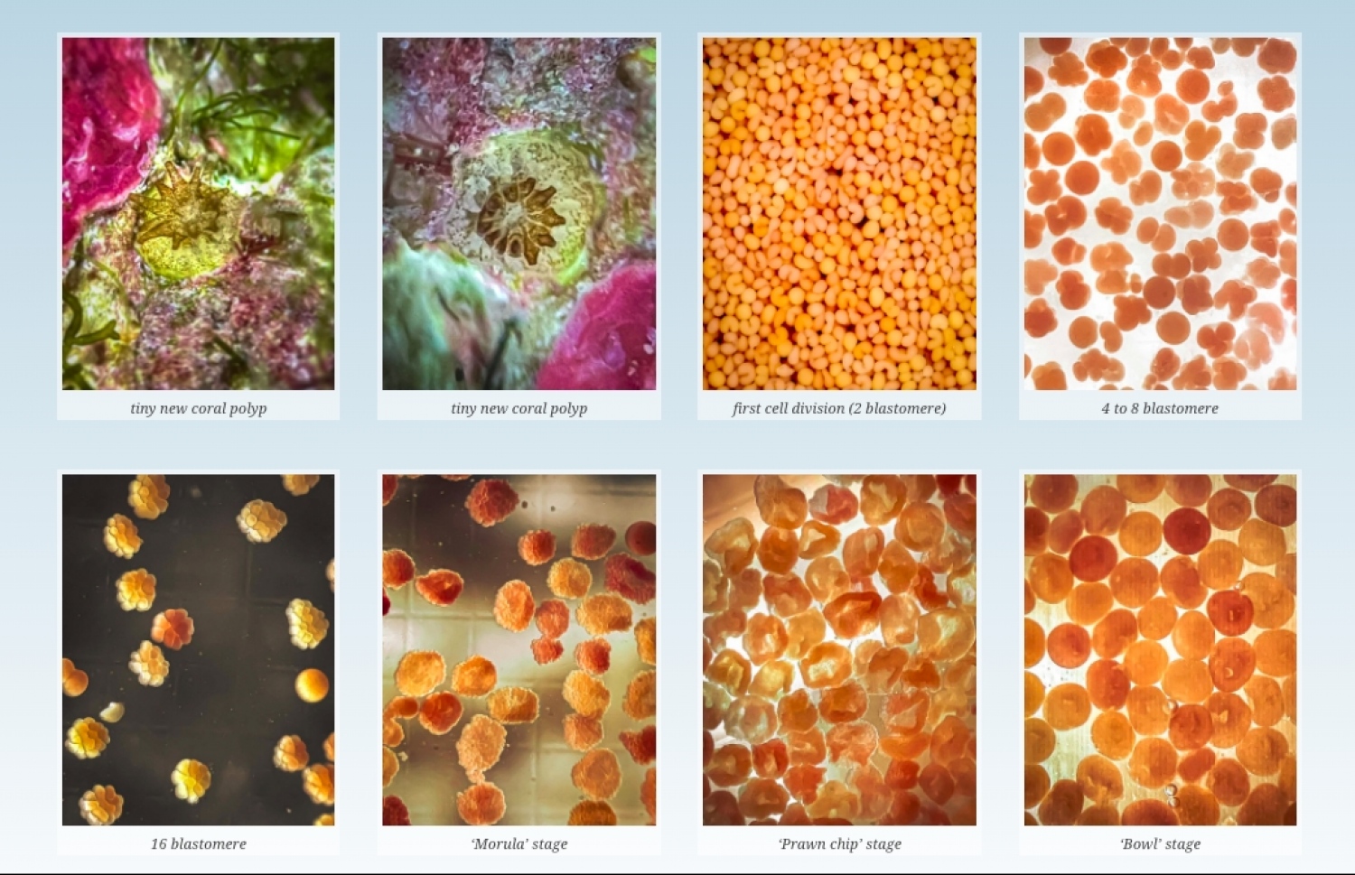 އާ އުކުޅު ބޭނުންކޮށްގެން ފާޓިލައިޒް ކުރި ބިސްތަކުން އުފެދުނު ސެލްތައް ބޮޑުވެ މުރަކަ ޕޮލިޕްއެއް އުފެދުމާ ހަމައަށް -- ފޮޓޯ: ރީފްސްކޭޕާސް