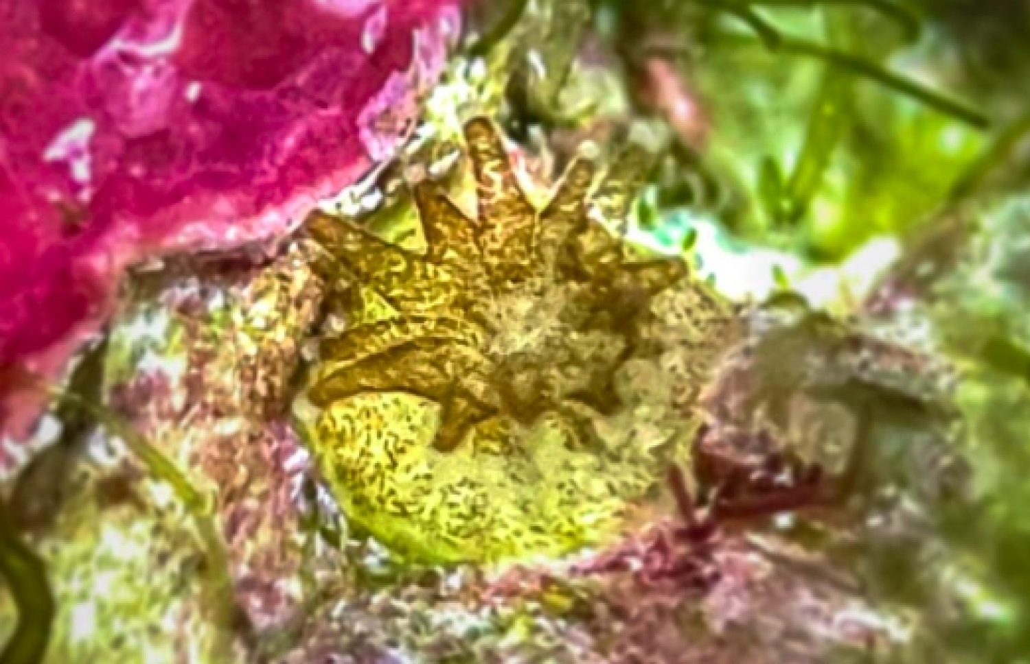 ރީފްސްކޭޕާސްގެ އާ އުކުޅު ބޭނުންކޮށްގެން ފާޓިލައިޒް ކުރި ދަރިފަނިން އުފެދުނު މުރަކަ "ޕޮލިޕް" އެއް ނުވަތަ ޅަ މުރަކައެއް -- ފޮޓޯ: ރީފްސްކޭޕާސް