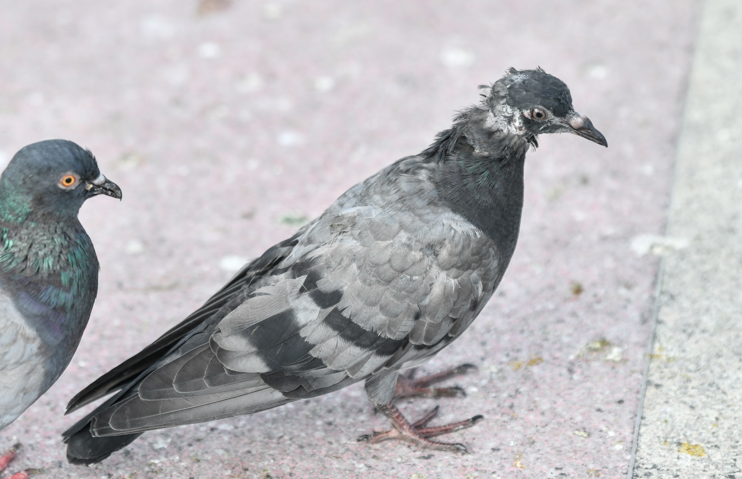 ޖުމްހޫރީ މައިދާނުގައި އިން ކޮތަރެއް: ކޮތަރުތަކުގެ ގައި ހިރުވުމުގެ މައްސަލަތައް ވެސް ފާހަގަކުރެވޭ-- ފޮޓޯ: ނިޝާން އަލީ/ މިހާރު