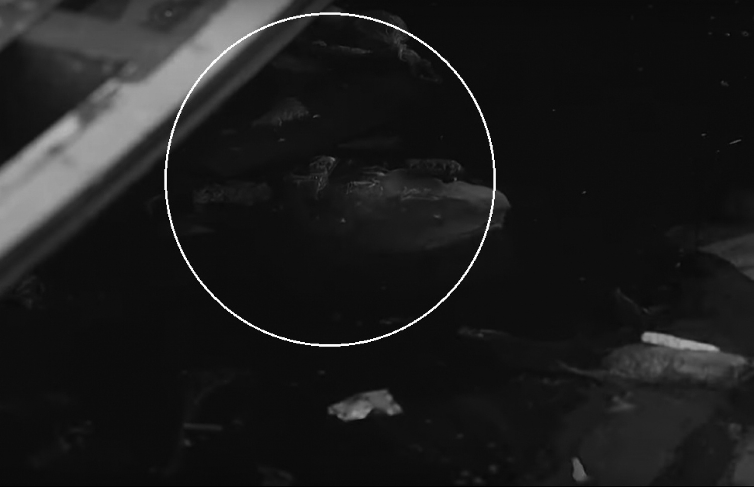 މަސް މާރުކޭޓް ކުރިމަތިން ބަނދަރުތެރޭ ހުރި ނަޖިސްތަކެއް.