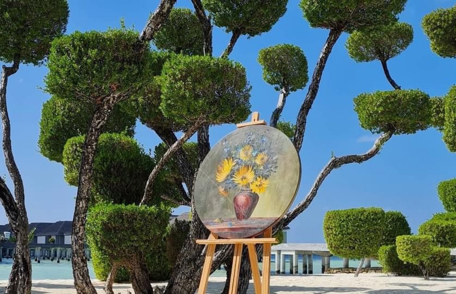 ލަކްސް ރިސޯޓުގައި އެއް ޑިޒައިނަކަށް ކޮށާފައި ހުރި ކުރެދި ގަސްތައް-- ފޮޓޯ: މިހާރު