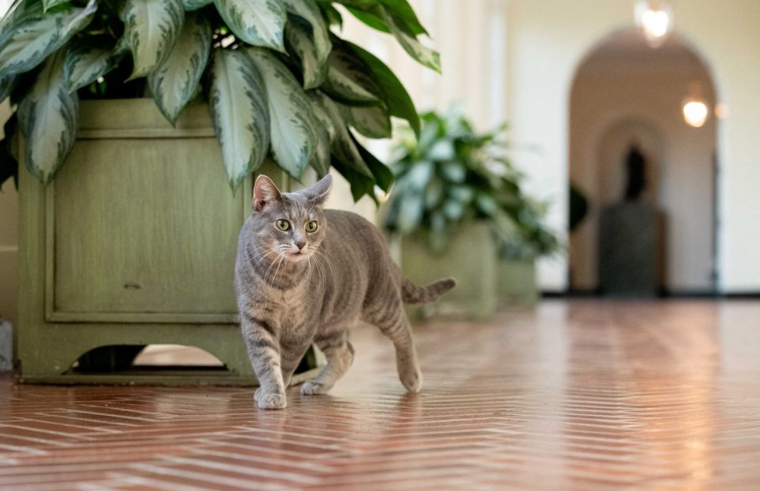 ބައިޑެންގެ އާއިލާއިން ވައިޓް ހައުސްގައި އޮޅުކޮށްގެން ގެންގުޅޭ "ވިލޯ" ކިޔާ ބުޅާ.-- ފޮޓޯ: ރޮއިޓާސް