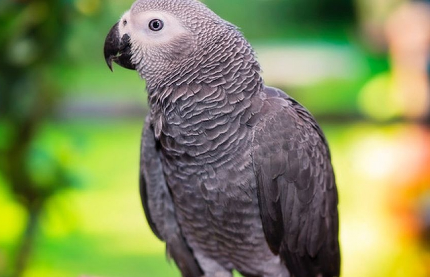 އެފްރިކަން ގްރޭ: ދުނިޔެއިން ނެތިގެން ހިނގައިދާނެ ކަމުގެ ބިރު ހީވެފައިވާ ގުރާގެ ވައްތަރެއް.