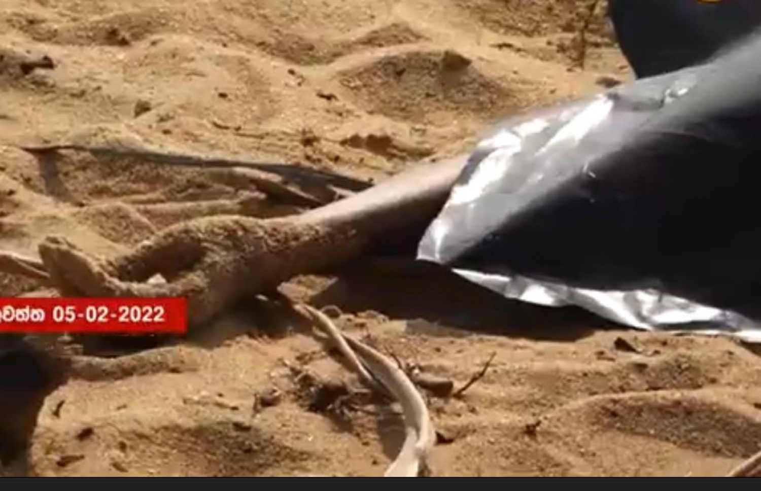 ލަންކާގެ ވެއްލަވައްތާ ސަރަހައްދުގައި މަރުވެފައި އޮއްވާ ފެނުނު އަފްހާމްގެ ހަށިގަނޑު--