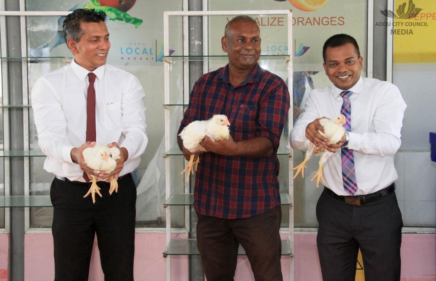 (ކ-ވ) އައްޑޫގެ މޭޔަރު އަލީ ނިޒާރާއި ބީޓެކްގެ މެނޭޖިން ޑިރެކްޓަރު ހުސައިން އަދި އައްޑޫގެ ކުރީގެ މޭޔަރު އަބްދުﷲ ސޯދިގް، ބީޓެކް ޕޮލްޓްރީ ފާމުގައި ބޮޑުކުރި ކުކުޅުތަކެއް ހިފަހައްޓައިގެން-- ފޮޓޯ: އައްޑޫ ސިޓީ ކައުންސިލް