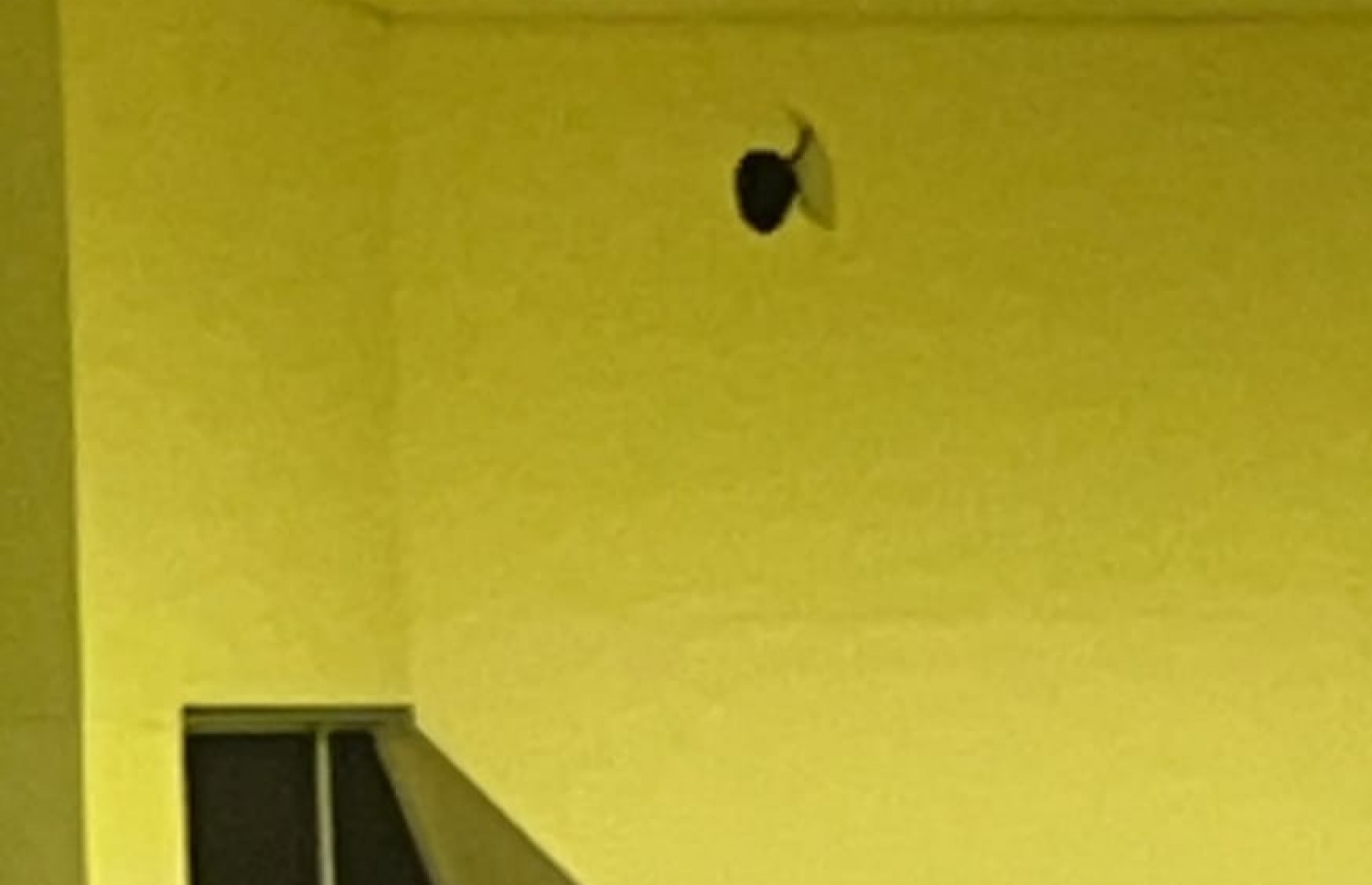 ކޮބީ ފޮނުވައިލި ބޯޅައިން ސޯޝަލް ސެންޓަރުގެ އިންޑޯ ހޯލްގެ ސީލިން ފަޅައިގެން ގޮސްފައިވާތަން