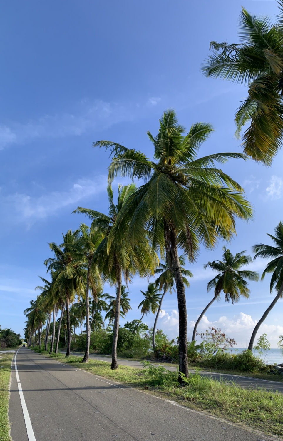 އައްޑޫ ލިންކް ރޯޑްގެ ދެ ފަރާތުގައި ހައްދާފައިވާ ރުއްތައް: އާންމުންނަށް ނުރައްކާވާތީ އެ ރުއްތައް ވަނީ މިހާރު ވަނީ ކަނޑާލައިފައި.-- ފޮޓޯ: ޝުޖާއު / ޓުވިޓާ