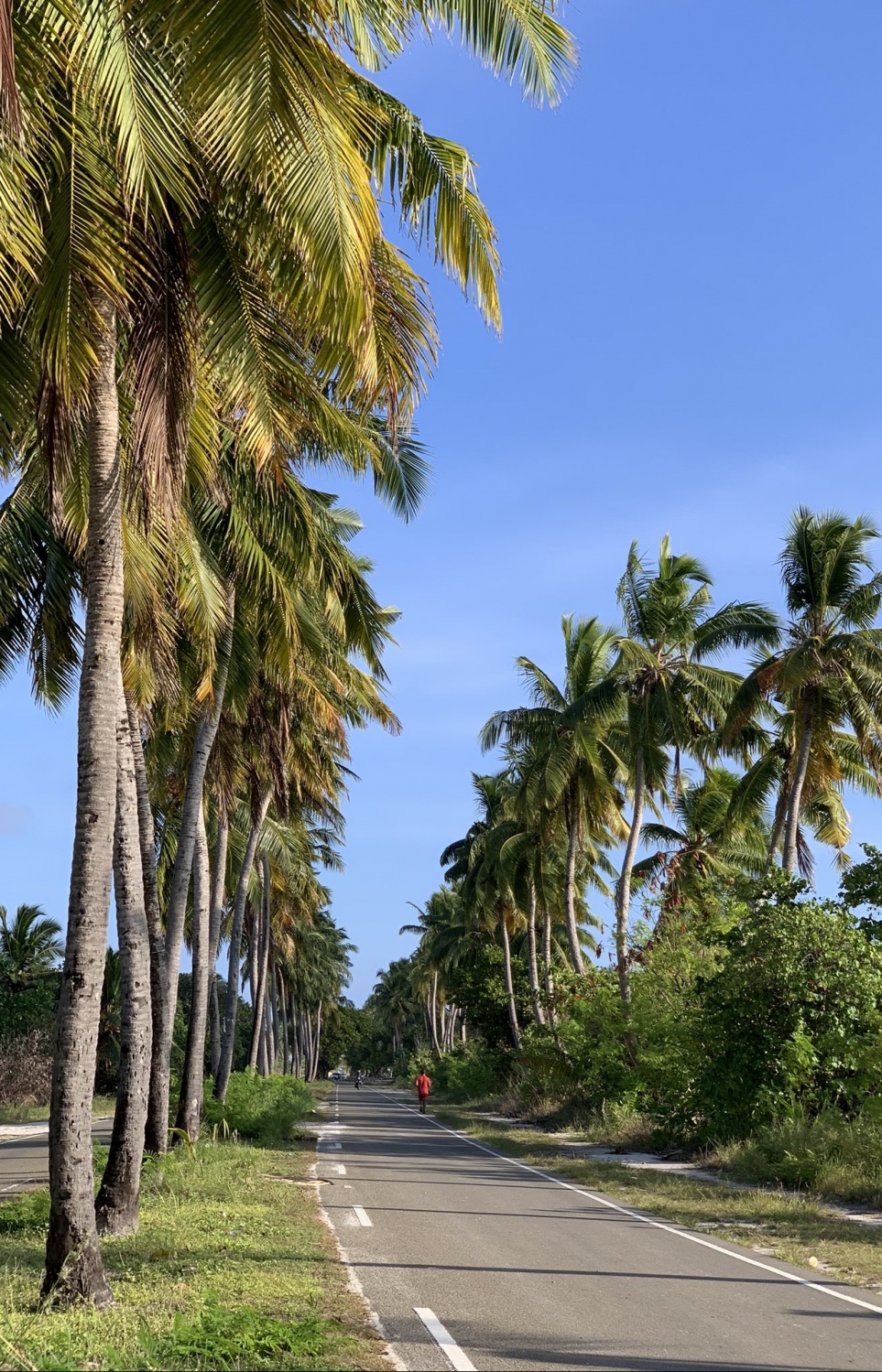 އައްޑޫ ލިންކް ރޯޑްގެ ދެ ފަރާތުގައި ހައްދާފައިވާ ރުއްތައް: އާންމުންނަށް ނުރައްކާވާތީ އެ ރުއްތައް ވަނީ މިހާރު ވަނީ ކަނޑާލައިފައި.-- ފޮޓޯ: ޝުޖާއު / ޓުވިޓާ