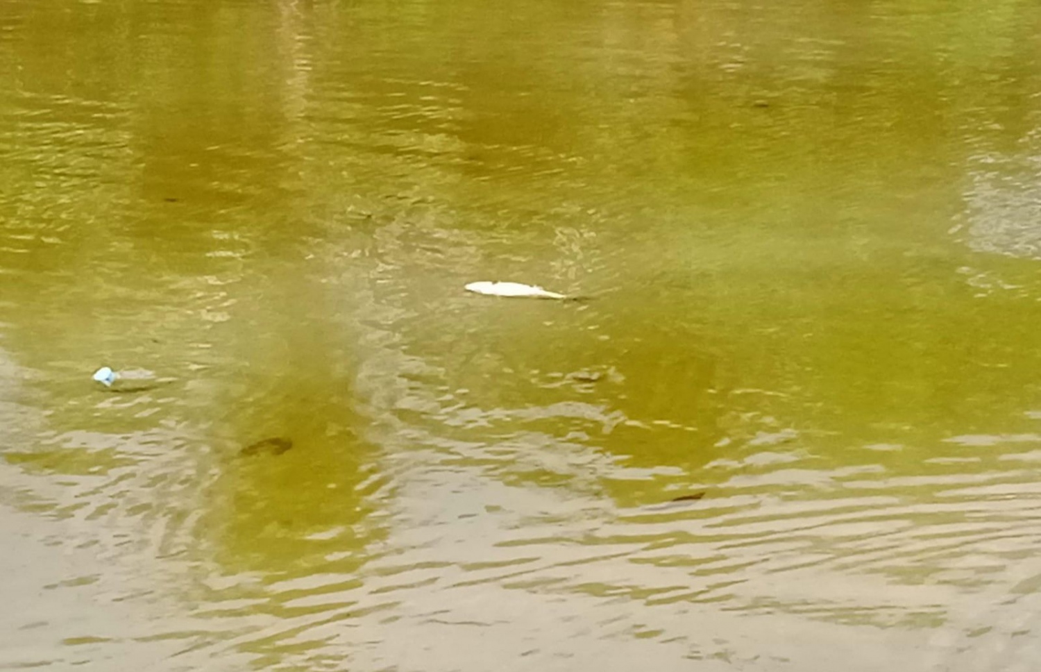 އައްޑޫ އިކުއިޓޯރިއަލް ހޮސްޕިޓަލު ކައިރީ އޮންނަ ފެންގަނޑުގައި މަސްތައް މަރުވެފައި--