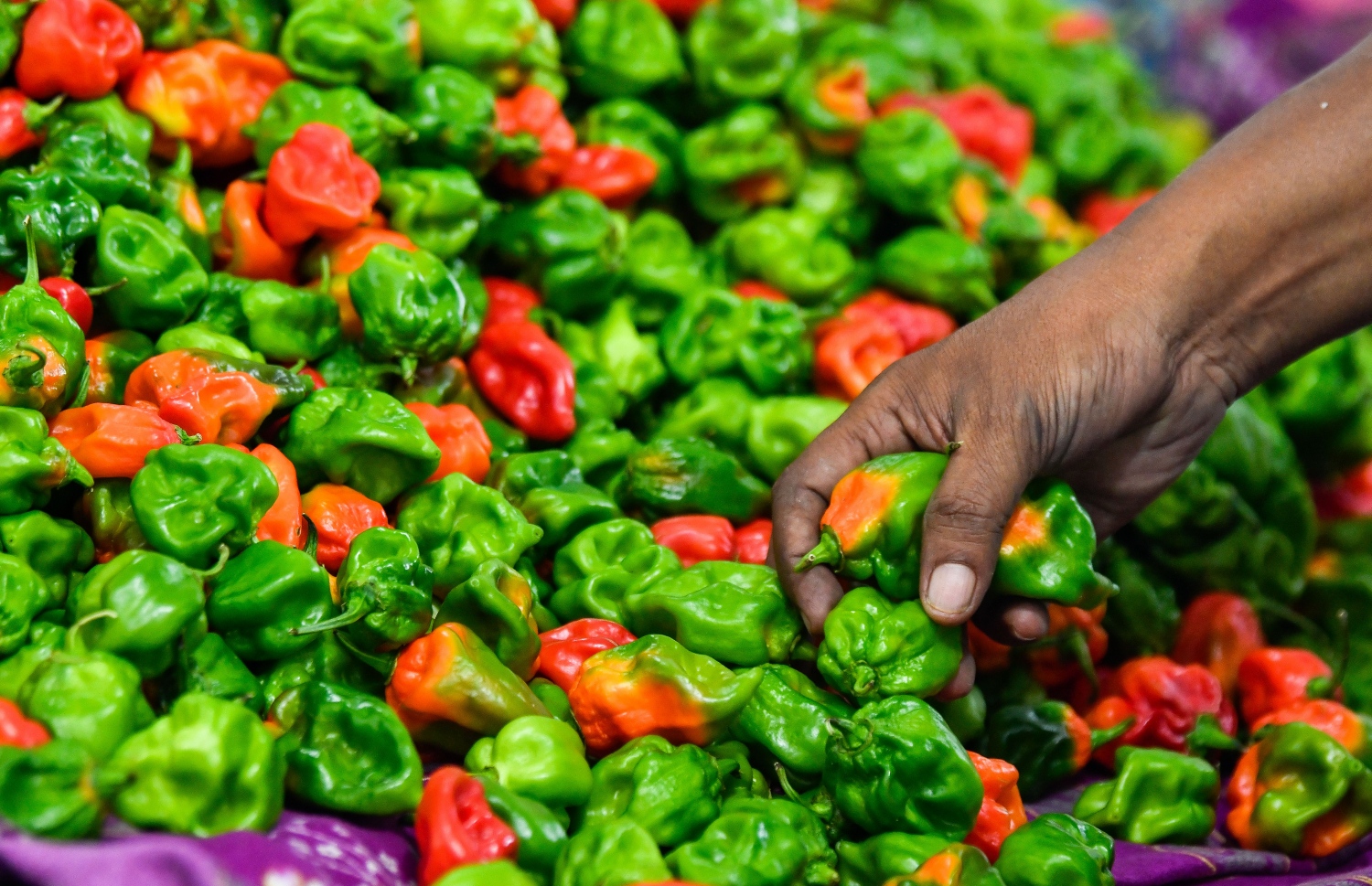 ކަނޑޫދޫ މިރުސް: މިރުސް ކިލޯއެއް ލިބެން ހުރީ 330ރ. އަށް-- ފޮޓޯ: ނިޝާން އަލީ/ މިހާރު