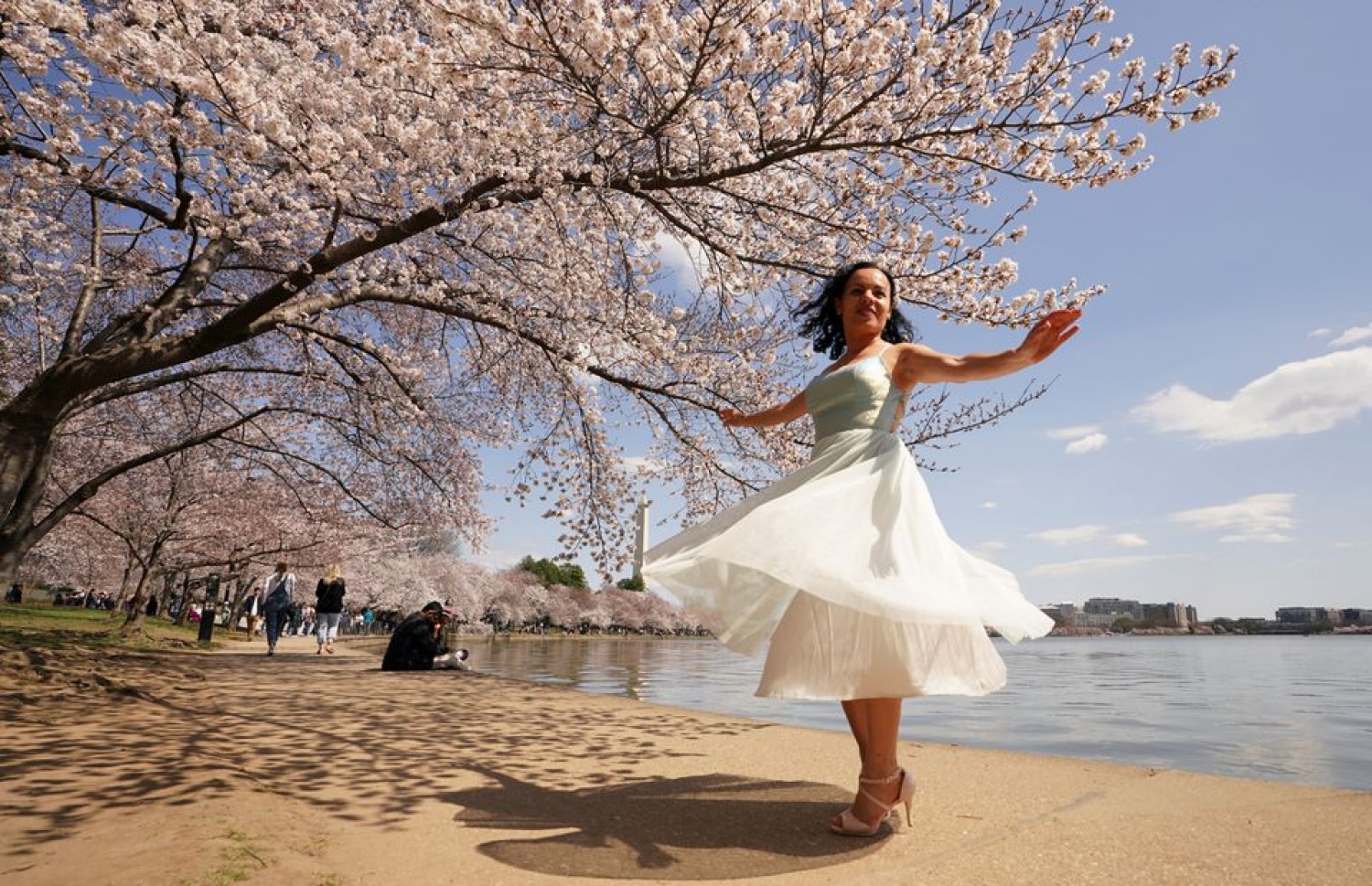 ވޮޝިންގްޓަންގެ މަގުތަކުގައި ހައްދާފައިވާ ޗެރީ ބްލޮސަމް ގަސްތަކުގައި މާ އަޅާ ބާރާވެފައި.-- ފޮޓޯ: ރޮއިޓާސް