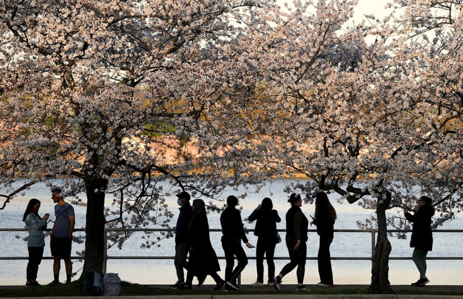 ވޮޝިންގްޓަންގެ މަގުތަކުގައި ހައްދާފައިވާ ޗެރީ ބްލޮސަމް ގަސްތަކުގައި މާ އަޅާ ބާރާވެފައި.-- ފޮޓޯ: ރޮއިޓާސް