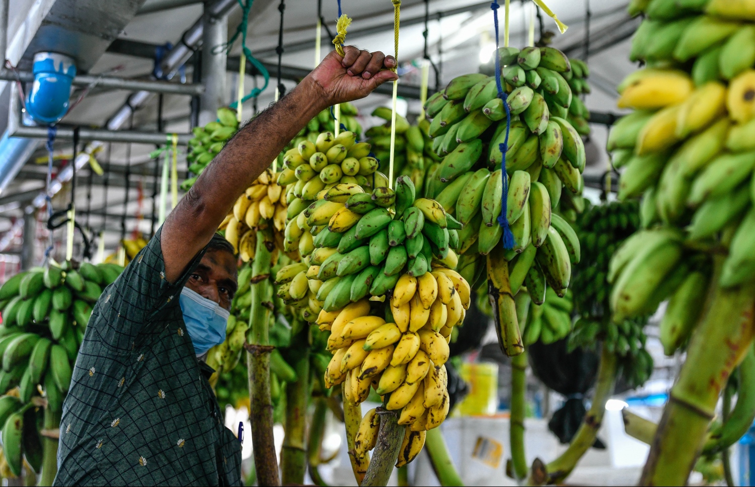 ލޯކަލް މާރުކޭޓުގެ ގޮޅިއެއްގައި ވިއްކަން ބަހައްޓާފައި ހުރި ކެޔޮގަނޑުތަކެއް: ދޮންކެޔޮ އަގު ވެސް ރޯދައާ ދިމާކޮށް ވަނީ އުފުލިފައި. --- ފޮޓޯ: ނިޝާން އަލީ/ މިހާރު