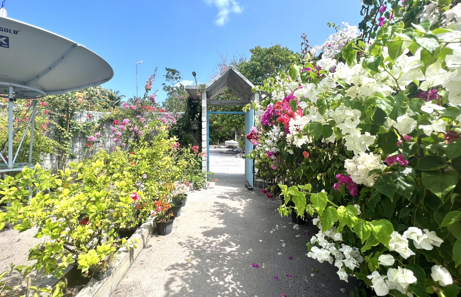 ކޮނޑޭގެ އެންމެ ހާއްސަ އެއް ކަމަކީ ރަށުގެ ކޮންމެ ގެއެއްގައި ވެސް މާގަސްތައް ހައްދާފައި ހުރުން.