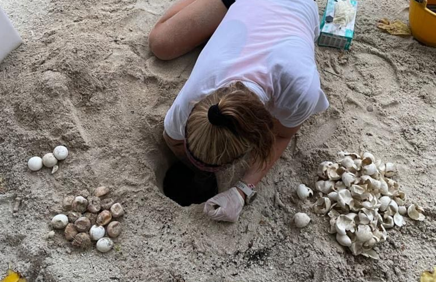 ބިސްތައް ވިހައިގެން ދިޔަ ސަރަހައްދުގައި ރިސޯޓުގެ މެރިން ޑައިވާސް ޓީމުގެ މީހަކު ހަރަކާތްތެރިވަނީ.