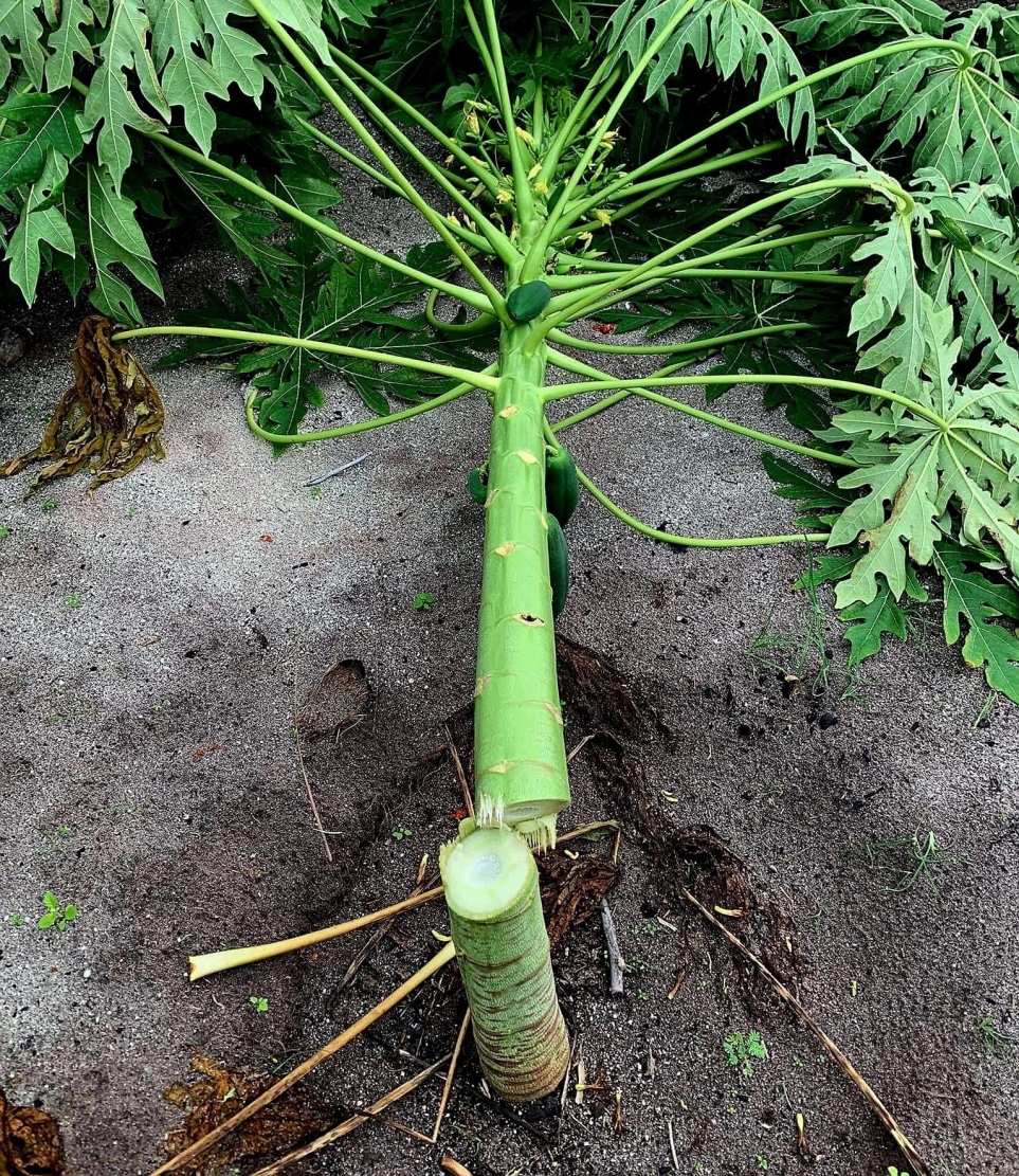 ފ. ދަރަނބޫދޫގެ ދަނޑެއްގައި ހުރި ފަޅޯގަހެއް ބުޑުން ބުރިކޮށްލައިފައި: އެ ރަށުގައި ސިލްސިލާކޮށް ދަނީ ދަނޑުތަކަށް ގެއްލުން ދެމުން -- ފޮޓޯ: ދަ ނިއުސް، ފޭސްބުކް ޕޭޖް