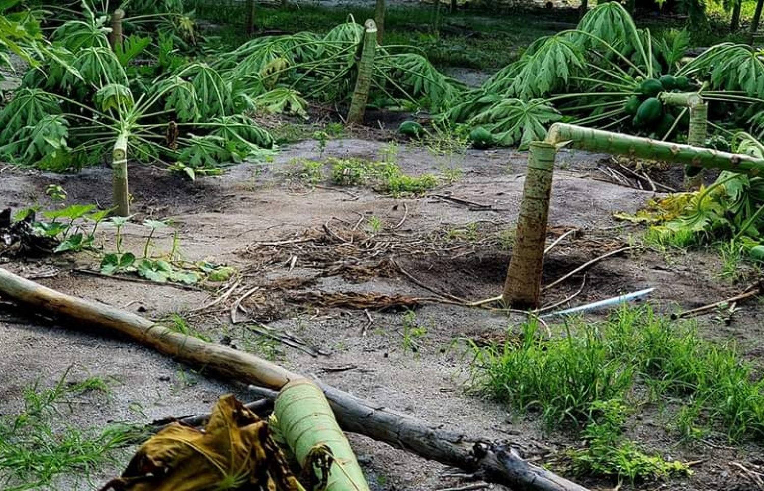 ދަރަނބޫދޫގެ ދަނޑަކަށް ރޭ ގެއްލުން ދީފައި.-- ފޮޓޯ: ދަ ނިއުސް