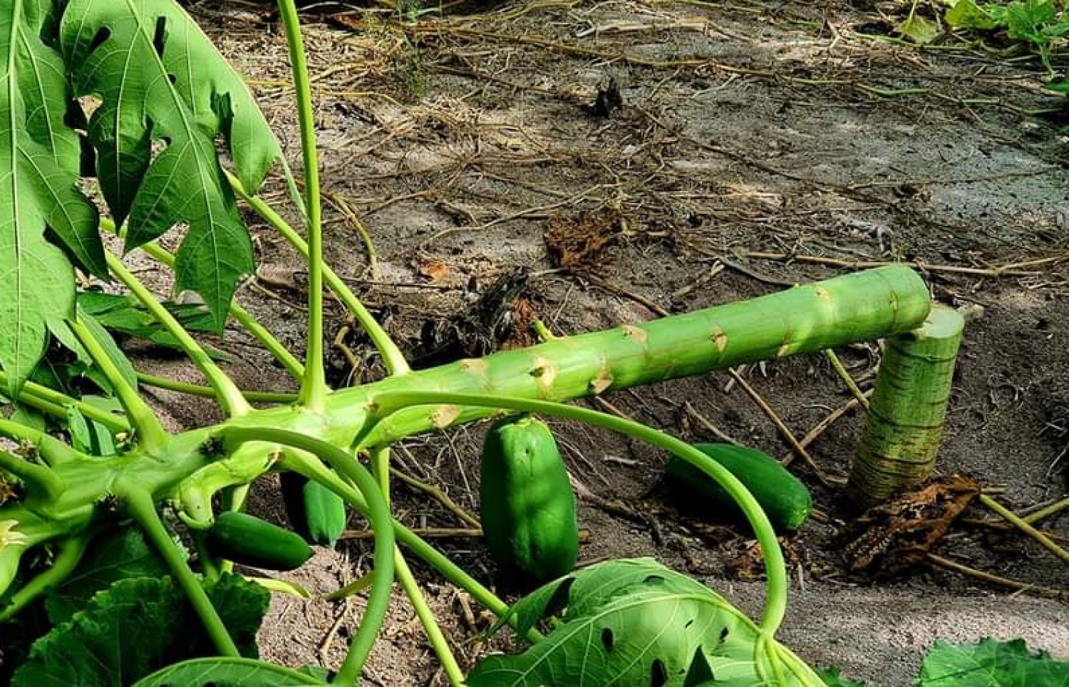 ދަރަނބޫދޫގެ ދަނޑަކަށް ރޭ ގެއްލުން ދީފައި.-- ފޮޓޯ: ދަ ނިއުސް