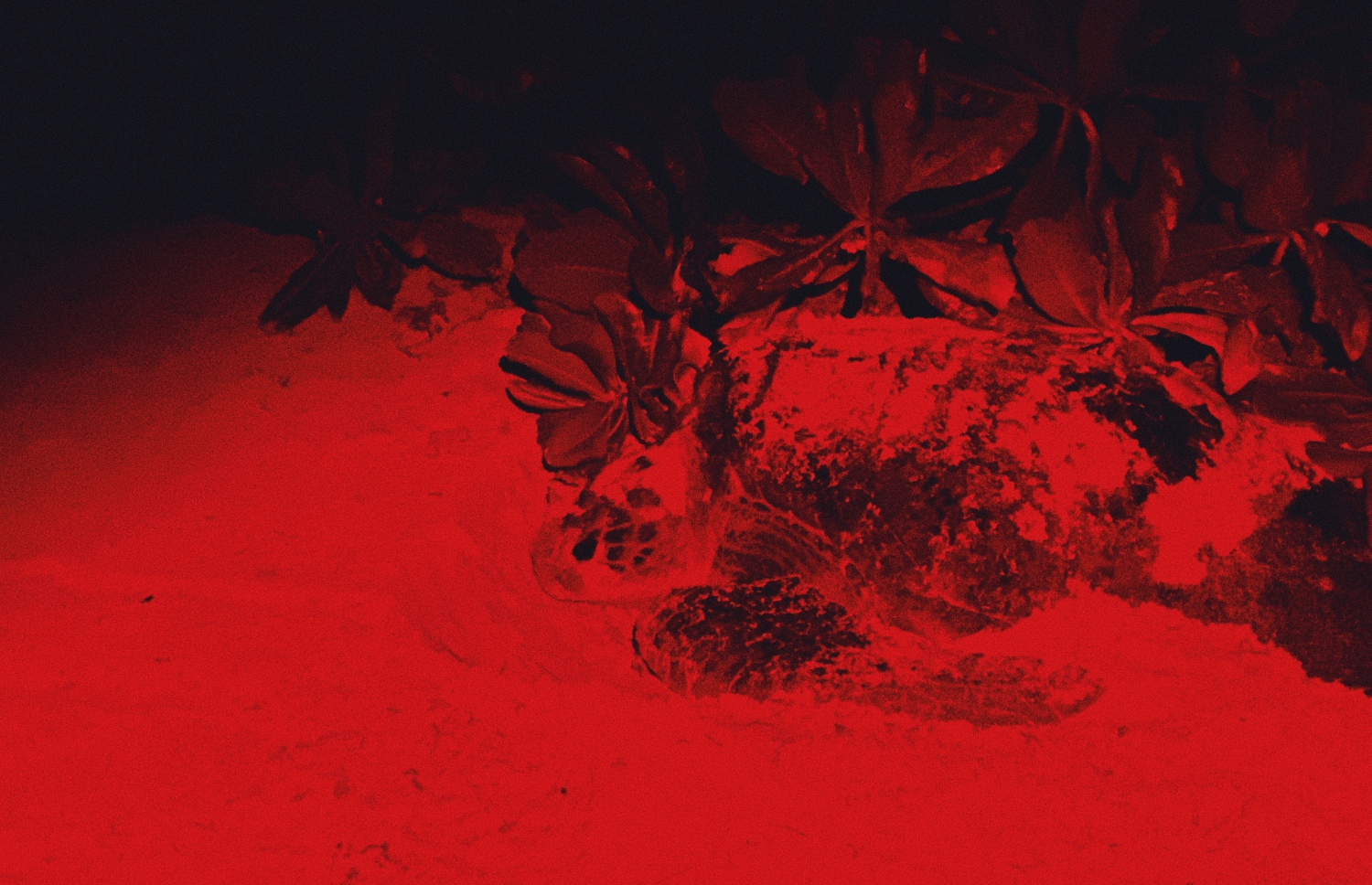 ސިކްސް ސެންސަސް ލާމު ރިސޯޓުގައި ވެލައެއް ބިސްއަޅަން އަރާ -- ފޮޓޯ: އިޝާ