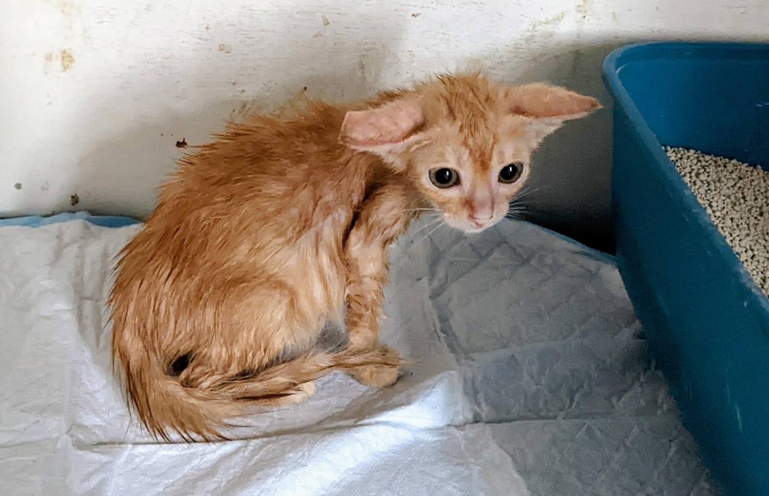 ކެއާ ފޯ ޕޯސް އިން ރެސްކިއު ކުރި ބުޅަލެއް -- ފޮޓޯ| ކެއާ ފޯ ޕޯސް