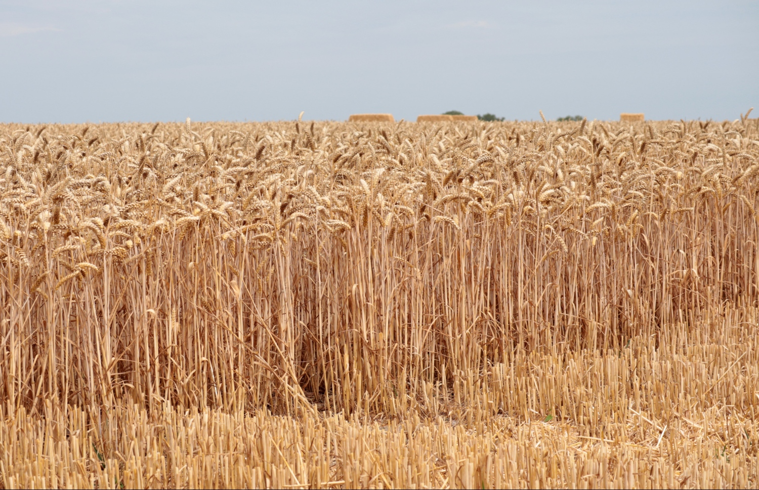 ޔޫކްރޭންގައި ހައްދާފައިވާ ގޮދަން ދަނޑެއްގައި ކުރާތައް ހިކިފައި.