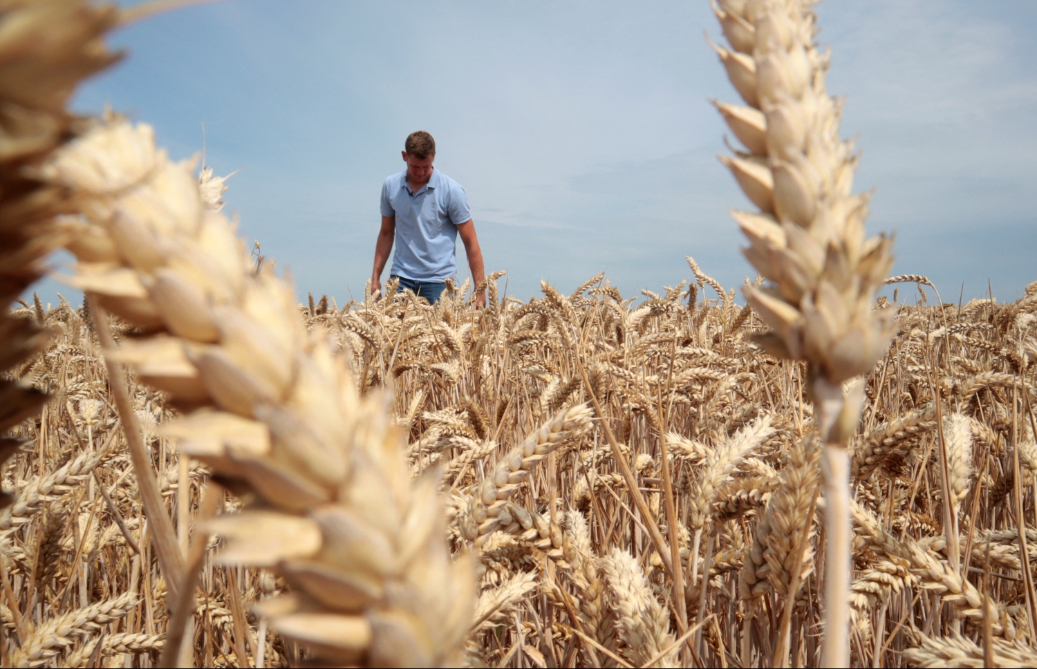 ޔޫކްރޭންގެ ގޮދަން ދަނޑެއްގައި ހިކިފައި ހުރި ގޮދަން ކުރާގަނޑުތަކެއްގެ ކައިރީގައި ދަނޑުވެރިއަކު މަސައްކަތް ކުރަނީ. --އޭއެފްޕީ