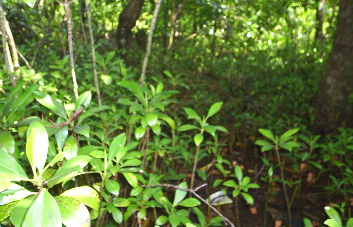 ވ. އަންބަރާ ކަނޑޫފާ މިހާރު އޮތް ގޮތް -- ފޮޓޯ | ޝުޖާއު އަލީ