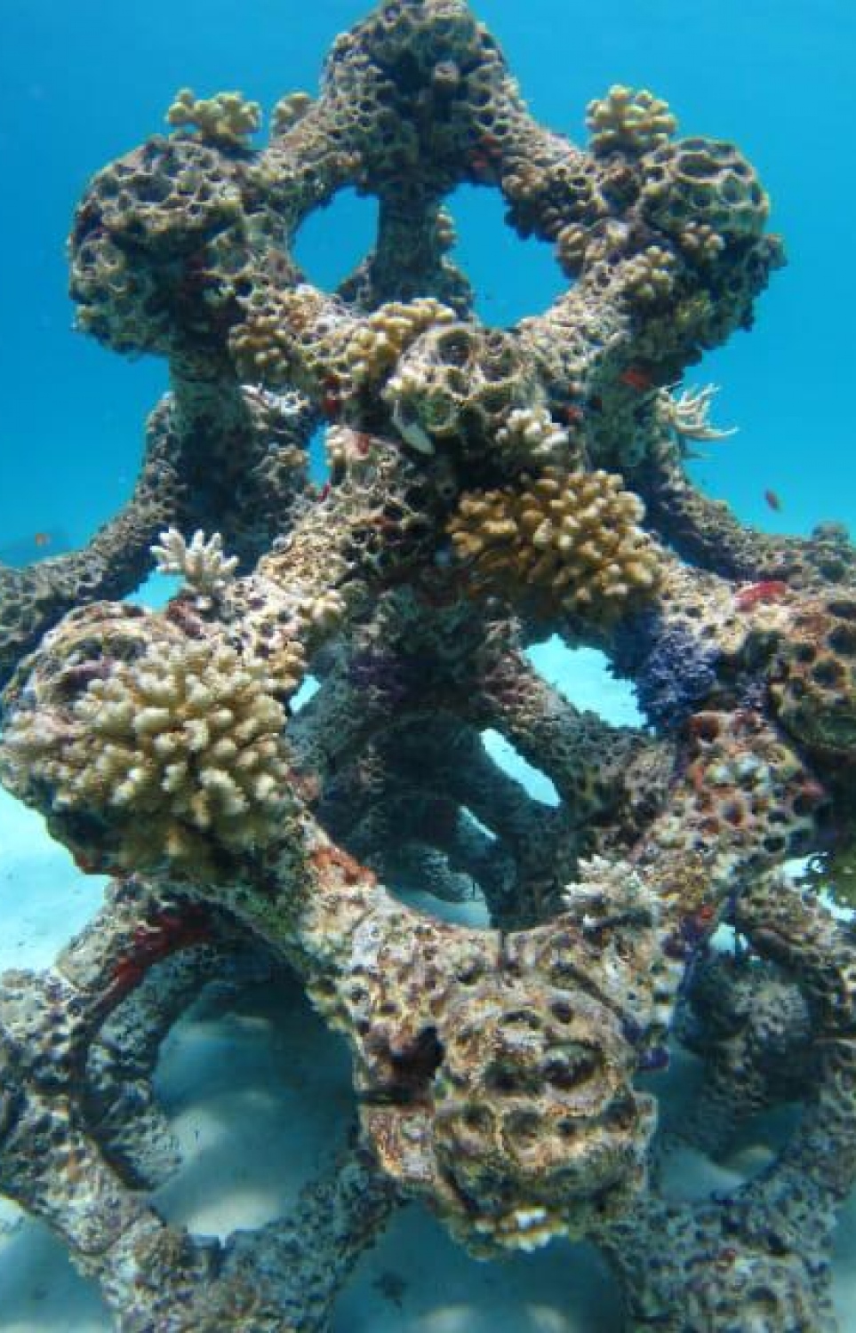 ސަމާ އައިލެންޑްގެ ތްރީޑީ ކޮރަލް