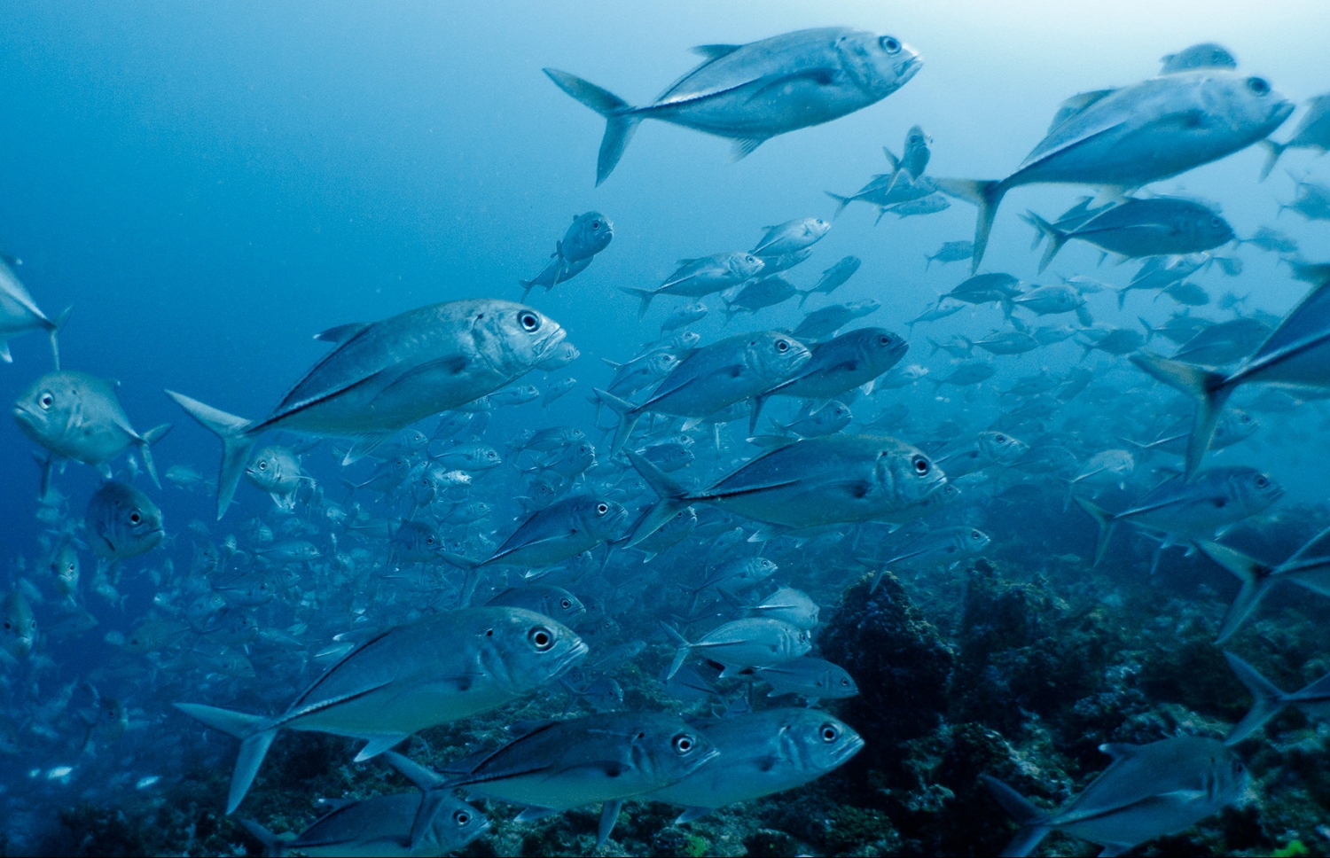 އަރިއަތޮޅު ދެކުނުބުރީގައި އޮންނަ މާޔާ ތިލައިގެ ފޮޓޯ ގަނޑެއް: މިފަދަ 50 ޑައިވްސައިޓެއްގެ ފޮޓޯ މި މުބާރާތުގައި ނަގާނެ