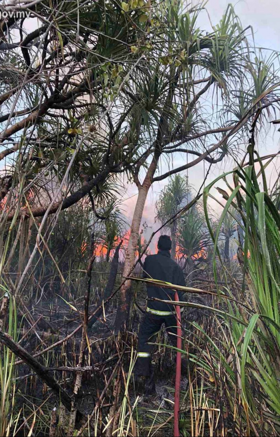 އަލިފާން ނިއްވުމުގެ މަސައްކަތުގައި އެމްއެންޑީއެފުން ހަރަކާތްތެރިވަނީ -- ފޮޓޯ | އެމްއެންޑީއެފް