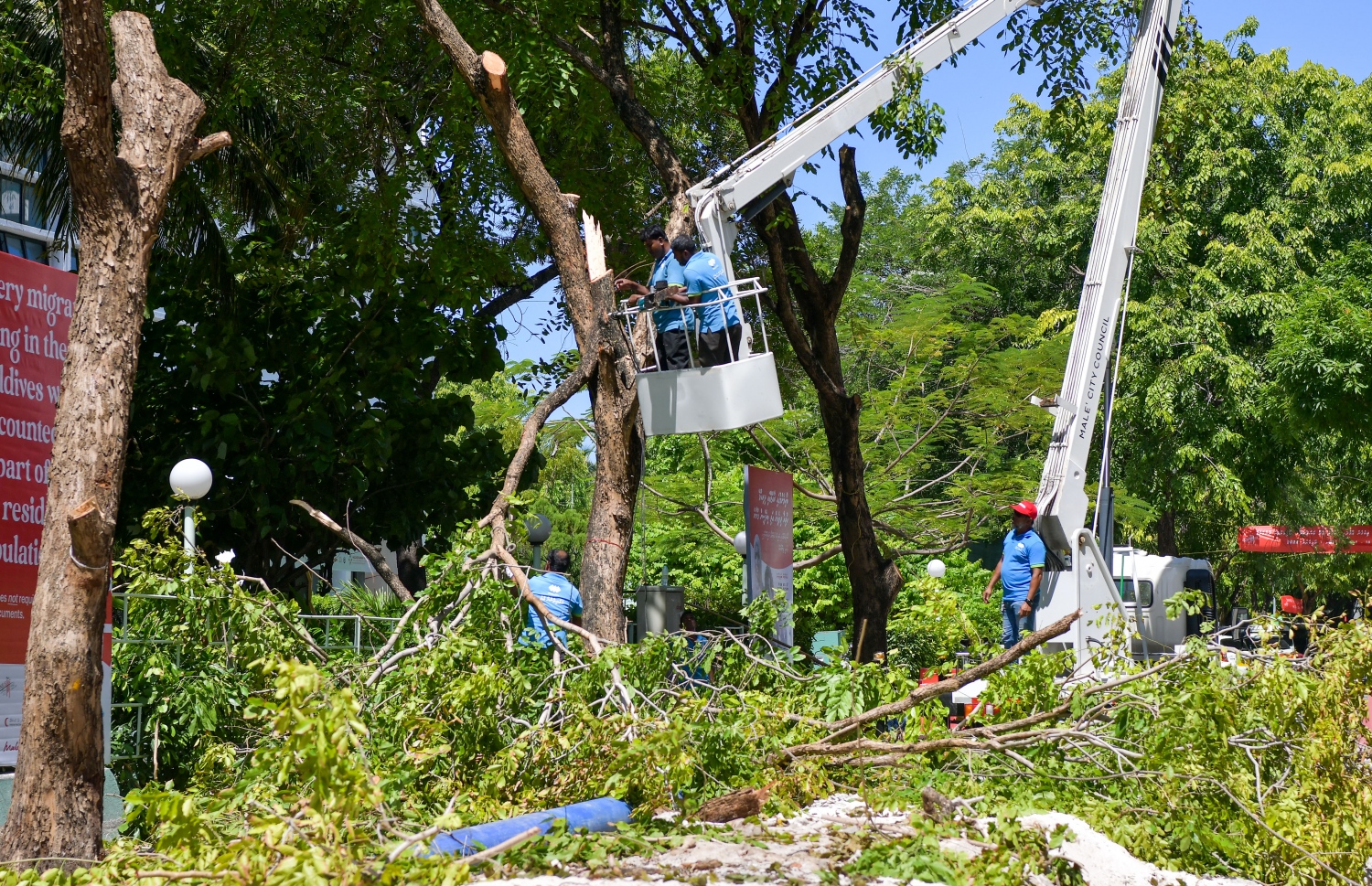 އަމީނީ މަގުގައި ހުރި ގަސްތައް ކަނޑަނީ: މަގު ހަދައި ނިމުމުން ތާރު އަޅައިގެން ހަދާ މަގުތަކާ އެކަށީގެންވާ ބާވަތުގެ ގަސް އިންދާނެ ކަމަށް އާރްޑީސީއިން ބުނޭ -- ފޮޓޯ: ފަޔާޒު މޫސާ/މިހާރު