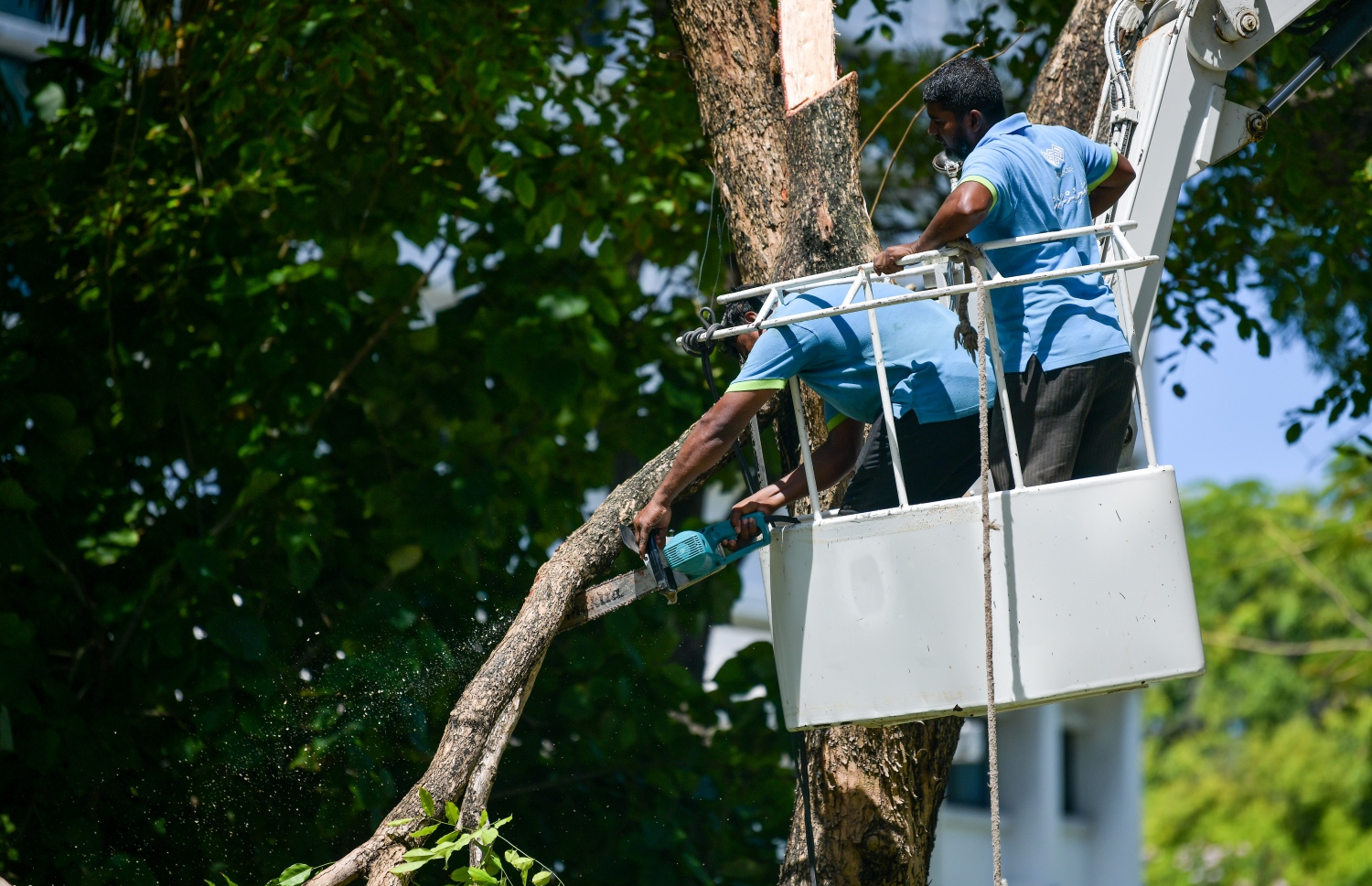 އަމީނީ މަގުގައި ހުރި ގަސްތައް ކަނޑަނީ: މަގު ހަދައި ނިމުމުން ތާރު އަޅައިގެން ހަދާ މަގުތަކާ އެކަށީގެންވާ ބާވަތުގެ ގަސް އިންދާނެ ކަމަށް އާރްޑީސީއިން ބުނޭ -- ފޮޓޯ: ފަޔާޒު މޫސާ/މިހާރު