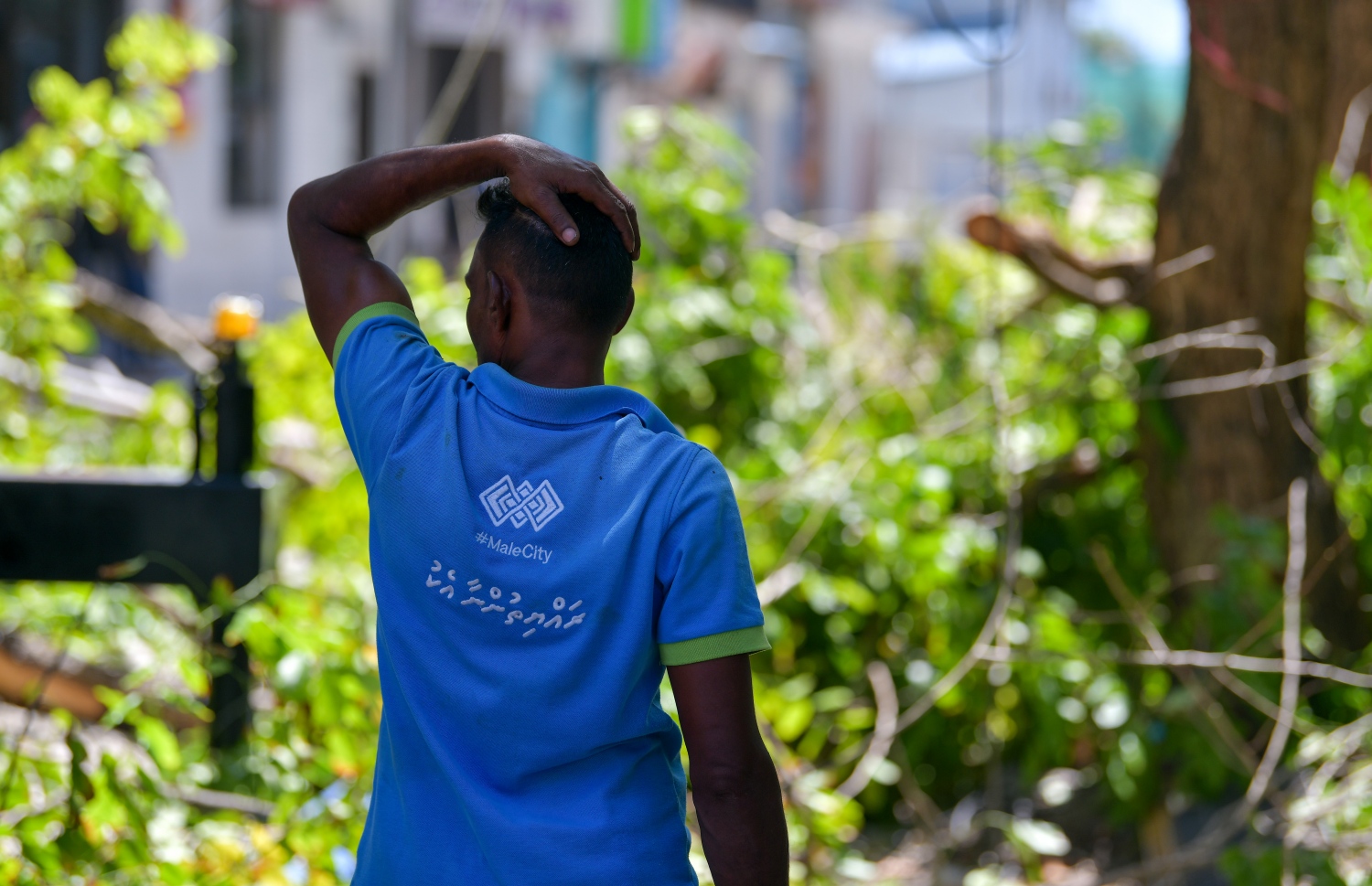 އަމީނީމަގުގައި ހުރި ގަސްތައް ކެނޑުމުގެ މަސައްކަތުގައި މާލޭ ސިޓީ ކައުންސިލްގެ މުވައްޒަފަކު މަސައްކަތް ކުރަނީ -- ފޮޓޯ: ފަޔާޒް މޫސާ | މިހާރު