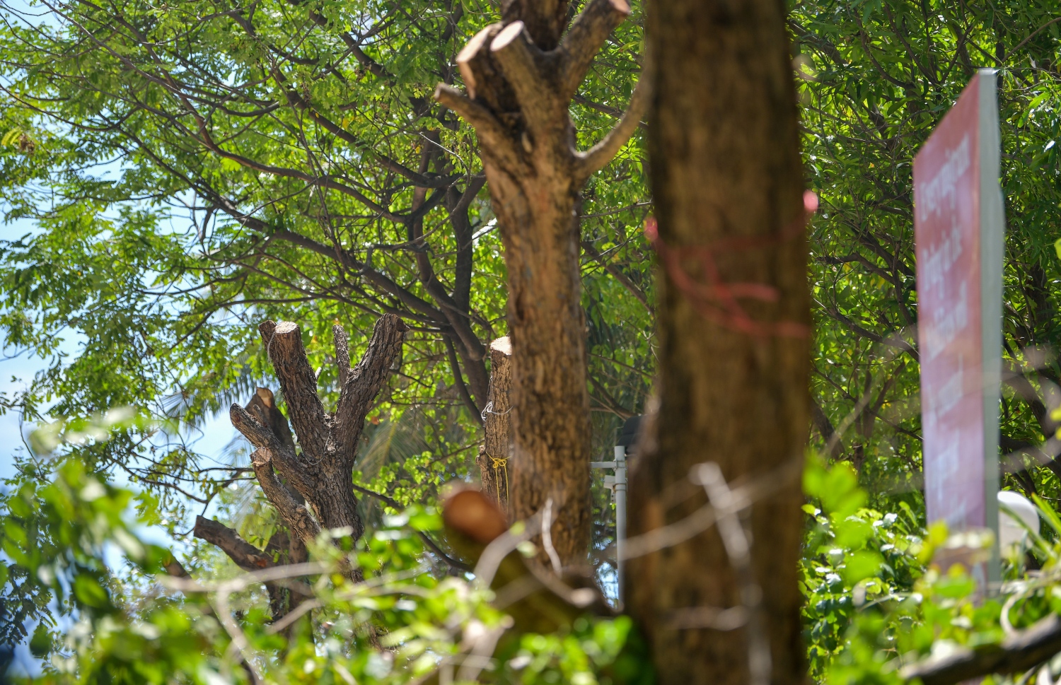 އަމީނީ މަގު ހެދުމަށް، އެ މަގުގައި ހުރި ގަސްތަކެއް ކަނޑަނީ.-- ފޮޓޯ: ފަޔާޒު މޫސާ/ މިހާރު
