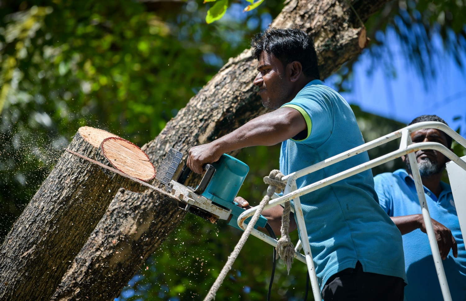 އަމީނީ މަގުގައި ހުރި ގަސްތައް ކަނޑަނީ: އެތަނުން ކަނޑާ ގަސްތައް އިންދުމަށް ހަމެޖެހިފައި ވަނީ ކުޑަގިރީގައި. މަގު ހަދައި ނިމުމުން ތާރު އަޅައިގެން ހަދާ މަގުތަކާ އެކަށީގެންވާ ބާވަތުގެ ގަސް އިންދާނެ ކަމަށް އާރްޑީސީއިން ބުނޭ -- ފޮޓޯ: ފަޔާޒު މޫސާ/މިހާރު