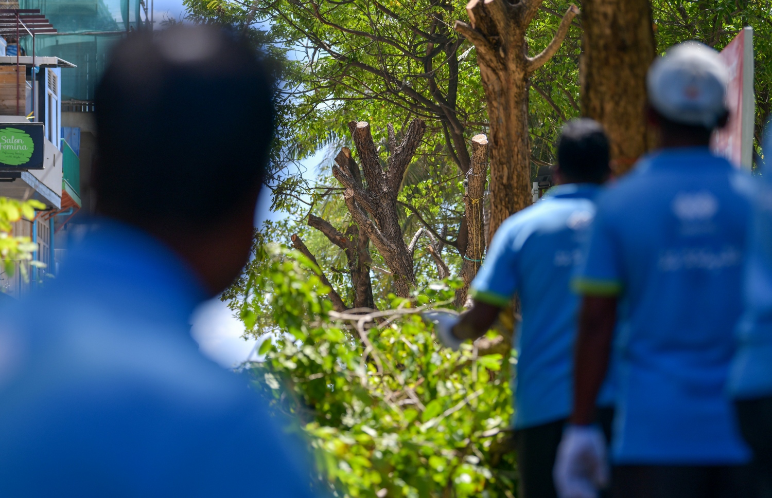 އަމީނީ މަގުގައި ހުރި ގަސްތައް ކަނޑަނީ: އެތަނުން ކަނޑާ ގަސްތައް އިންދުމަށް ހަމެޖެހިފައި ވަނީ ކުޑަގިރީގައި. މަގު ހަދައި ނިމުމުން ތާރު އަޅައިގެން ހަދާ މަގުތަކާ އެކަށީގެންވާ ބާވަތުގެ ގަސް އިންދާނެ ކަމަށް އާރްޑީސީއިން ބުނޭ -- ފޮޓޯ: ފަޔާޒު މޫސާ/މިހާރު