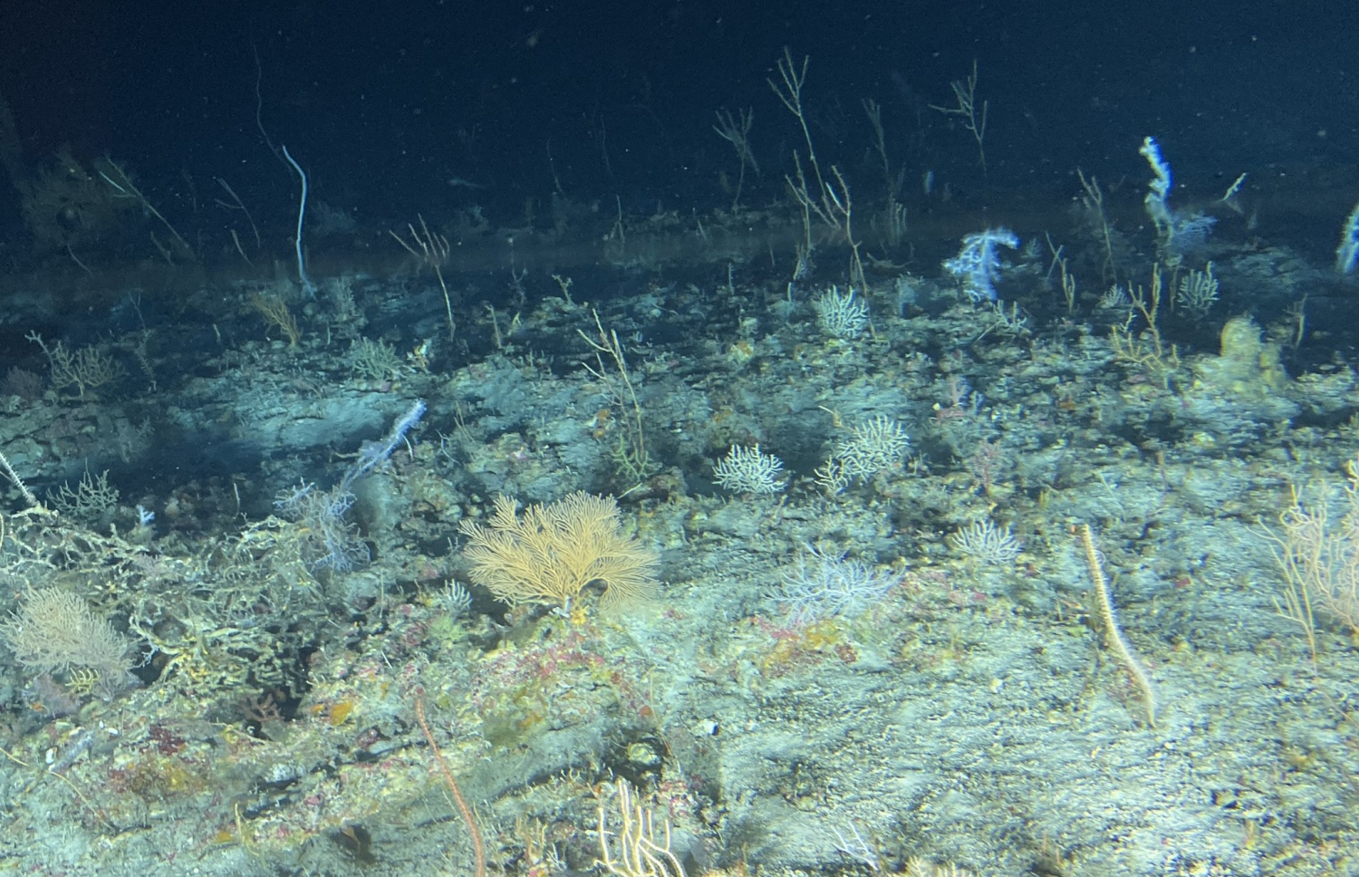 ކަނޑުއަޑިއަށް ކުރެއްވި ޑައިވްގައި މިނިސްޓަރު ޝައުނާ ނަންގަވާފައިވާ ފޮޓޯއެއް: މިނިސްޓަރު ވިދާޅުވި ގޮތުގައި މި ފެންނަނީ "ޓެރަހެއް" ގޮތަށް އޮންނަ އެ ބޮޑު ސަރަހައްދުގައި ހެދިފައިވާ މުރަކަތައް -- ފޮޓޯ: ނެކްޓަން