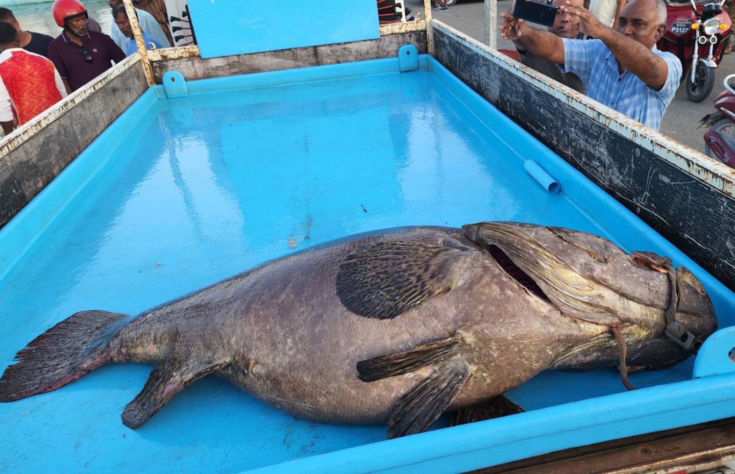 ސ. ހިތަދޫގައި ބަޔަކު ބޭނި ބޮޑު މުޑުފާނަ: އެ މަސް ބޭނުމުން ބަޔަކު އުފާޅާކުރަމުން އަންނައިރު، ކަމުގެ ތަޖުރިބާކާރުން ދަނީ ކަންބޮޑުވުން ފާޅުކުރަމުން.