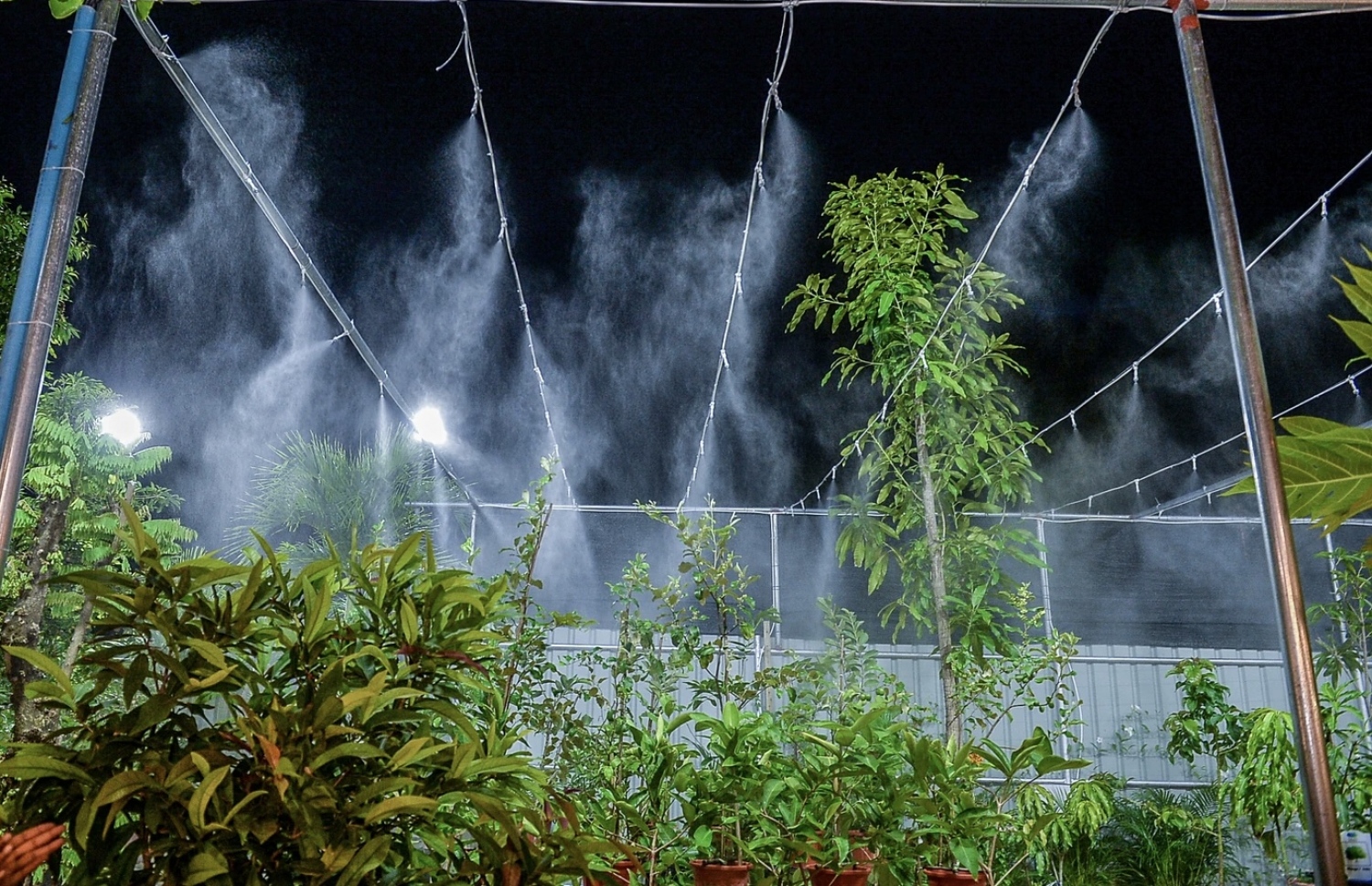 ސިޓީ ކައުންސިލުން ހުޅުވި ގަސް ވިއްކާ ފިހާރައިން ވިއްކާ ގަސްތަކެއް.-- ފޮޓޯ: ސިޓީ ކައުންސިލް