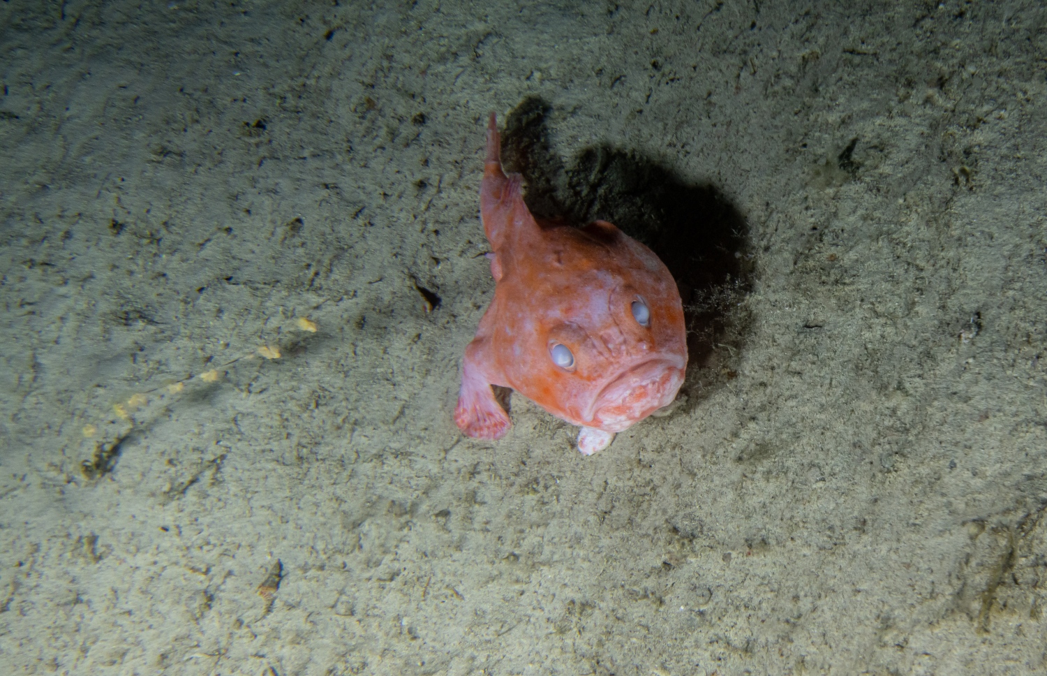 ކަނޑުގެ ދިރާސާގައި 500 މީޓަރު އަޑިން ފެނުނު ކޮފިންފިޝްއެއް: 500 މީޓަރު އަޑިން ދިރުންތަކެއް ފުރިގެންވާ އާ މާހައުލެއް ފެނިފައިވާ ކަމަށް ނެކްޓަން އިން ބުނޭ -- ފޮޓޯ: ނެކްޓަން