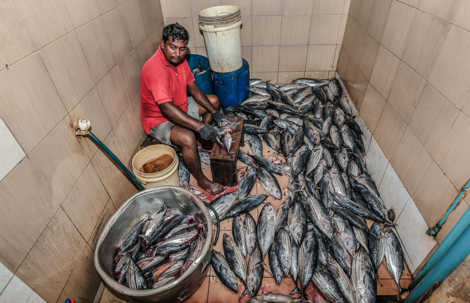 މަސް ކަނޑައި މަސް ކެއްކުމުގެ މަސައްކަތުގައި އަމަލީ ގޮތުން އުޅެވޭ ވަރަށް ވުރެ ސަމީއުބެގެ އުމުރު މިހާރު މާ ދޮށްޓެވެ އެހެންވެ، މިހާރު އަމަލީ ގޮތުން އެ ކަމުގައި ހަރަކާތްތެރިވަނީ ސަމީއުބެގެ ބެލުމުގެ ދަށުން މުސާރަ ދީގެން ގެންގުޅޭ ތިން މީހެކެވެ.