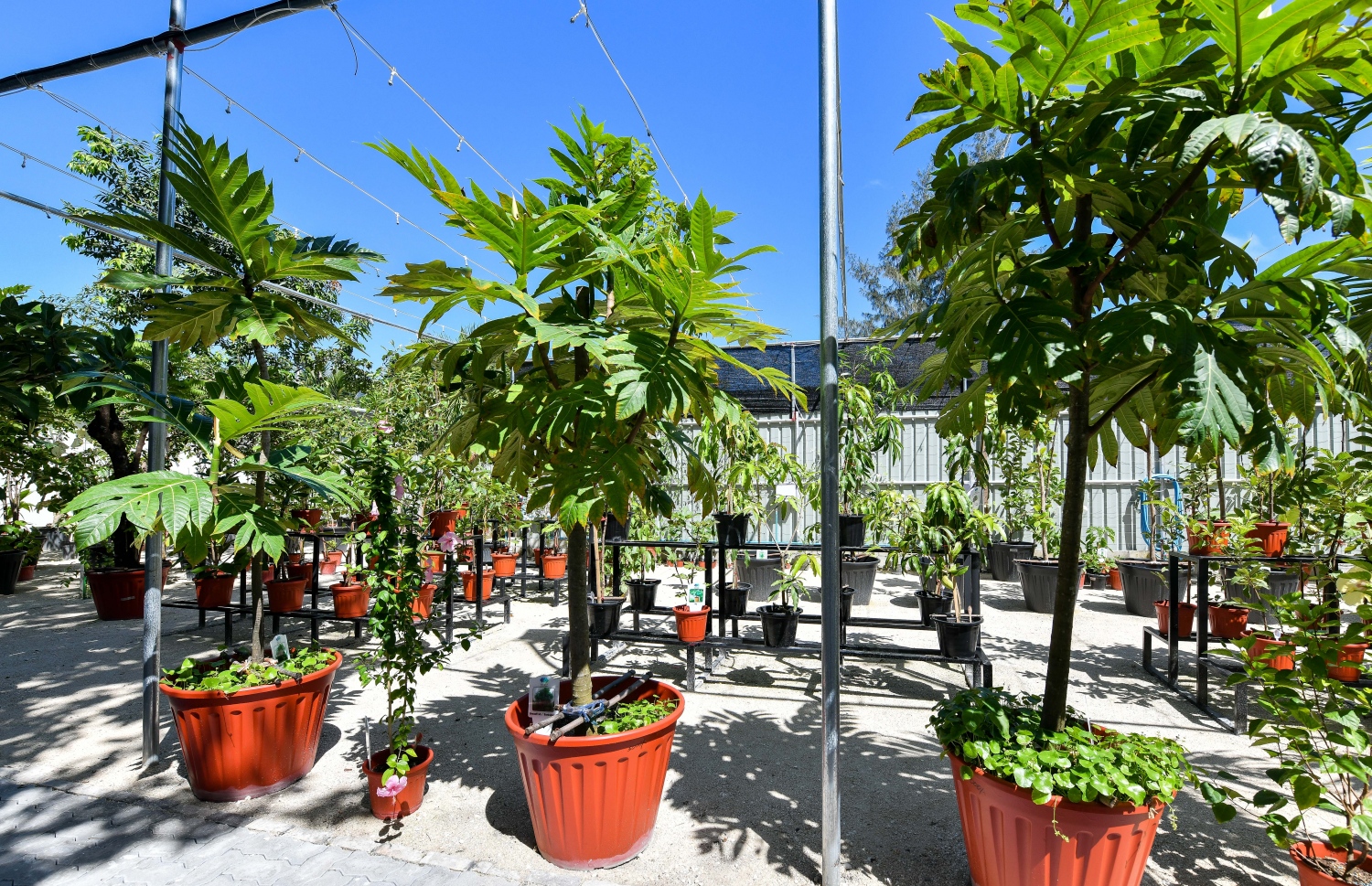 ގަސްވިއްކަން ސިޓީ ކައުންސިލުން ހުޅުވި "މާލެ ފެހި" ފިހާރައިގެ ނާސަރީގައި ހުރި ގަސްތަކެއް.-- ފޮޓޯ: ފަޔާޒު މޫސާ/ މިހާރު