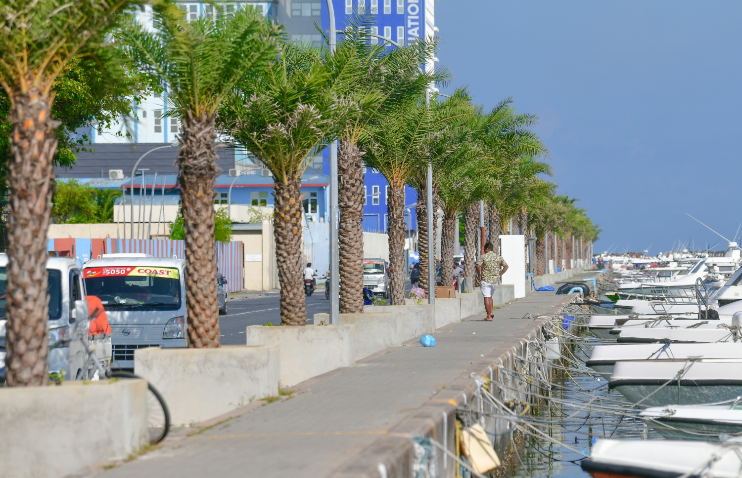 ބޮޑުތަކުރުފާނުމަގުގައި އިންދާފައިވާ ކަދުރު ރުއްތައް: މާލޭގައި 100،000 ގަސް އިންދުމުގެ ޕްރޮގްރާމްގެ ދަށުން ސިޓީ ކައުންސިލުން އިންދާފައިވާ ރުއްތައް -- ފޮޓޯ: ނިޝާން އަލީ | މިހާރު