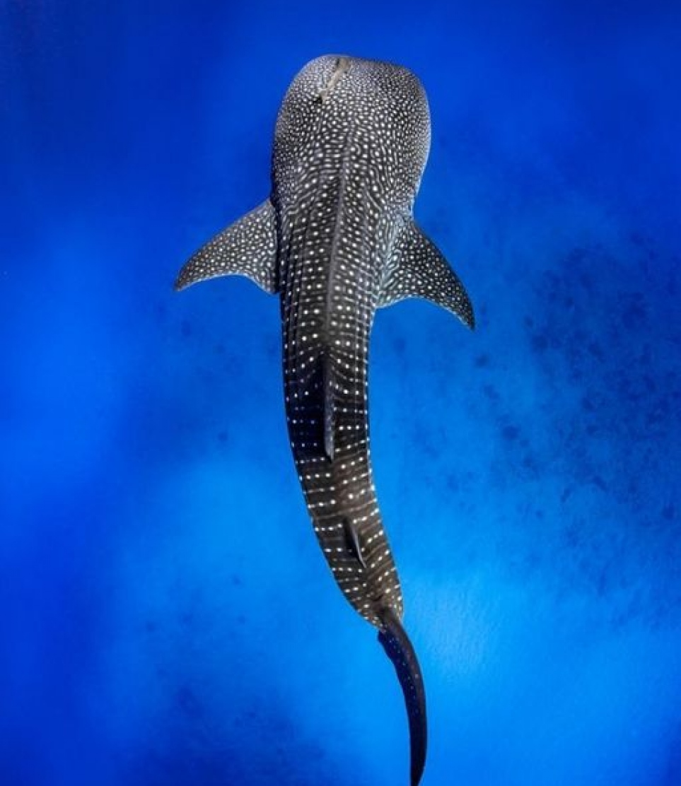 ފެހުރިއްސެއް: ފެހުރިއްސަކީ 1995 ވަނަ އަހަރުން ފެށިގެން ރާއްޖޭގައި ހިމާޔަތްކޮށްފައިވާ ބާވަތެއް -- ފޮޓޯ: މުހައްމަދު އަޔަޝް | އިންސްޓަގްރާމް