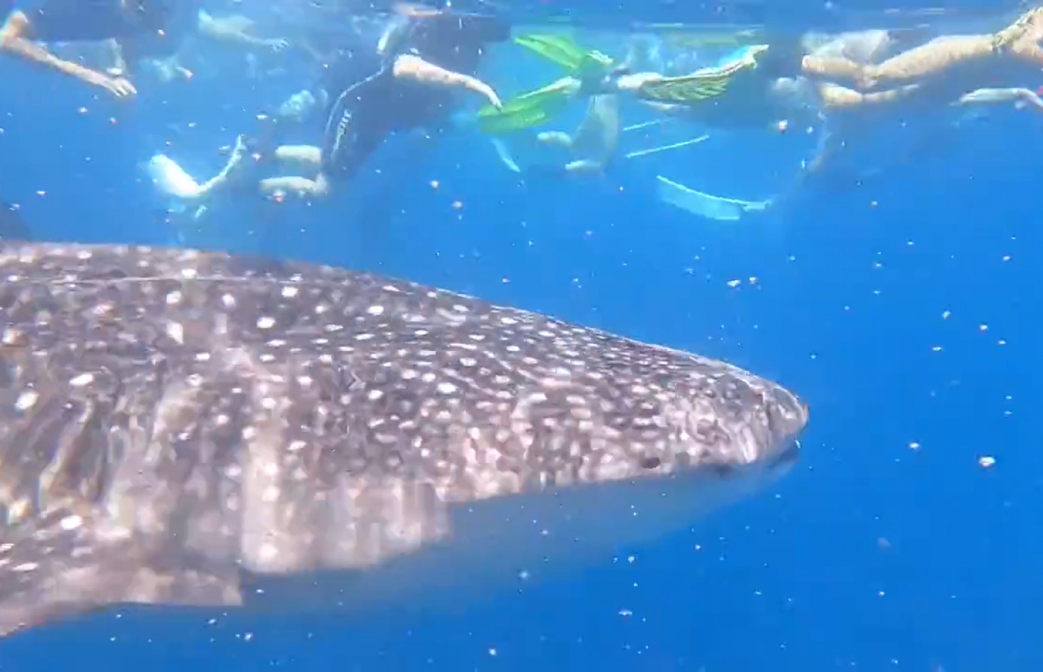 އދ. އަތޮޅުގެ ވޭލް ޝާކް ޕޮއިންޓަށް ފެހުރިހި ބަލަން ދިޔަ ޓޫރިސްޓުންތަކެއް ތޮއްޖެހިފައި -- ވީޑިއޯ ސްކްރީންޝޮޓް: ޖެފް ރޯޒް / ޓުވިޓާ